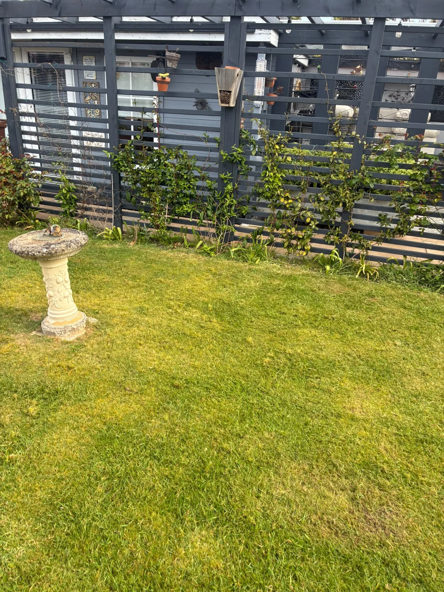 A garden with green grass, a stone birdbath, and climbing plants along a dark blue wooden fence in front of a house.