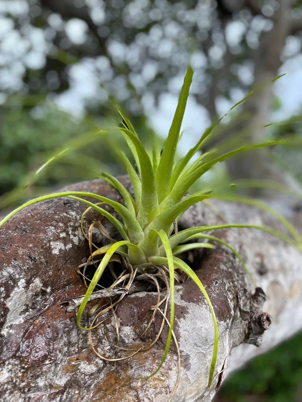Close-up of a small green plant growing in a crevice of tree bark with blurred background of trees and sky.