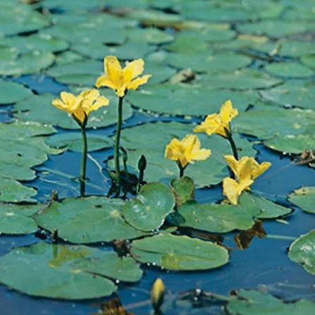 Yellow water lilies blooming among green lily pads on a pond. - Hartfield Wild, for wild swimming in  your back garden. UK, East Sussex Based.