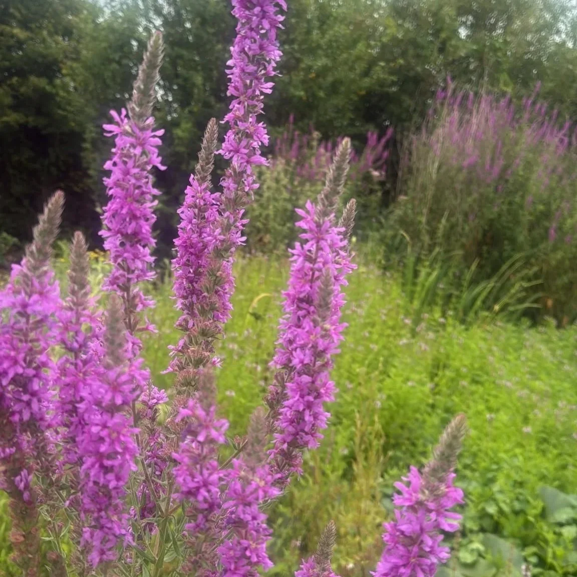 Close-up of tall purple flowers, likely lavender, in a garden with green trees and grass in the background.