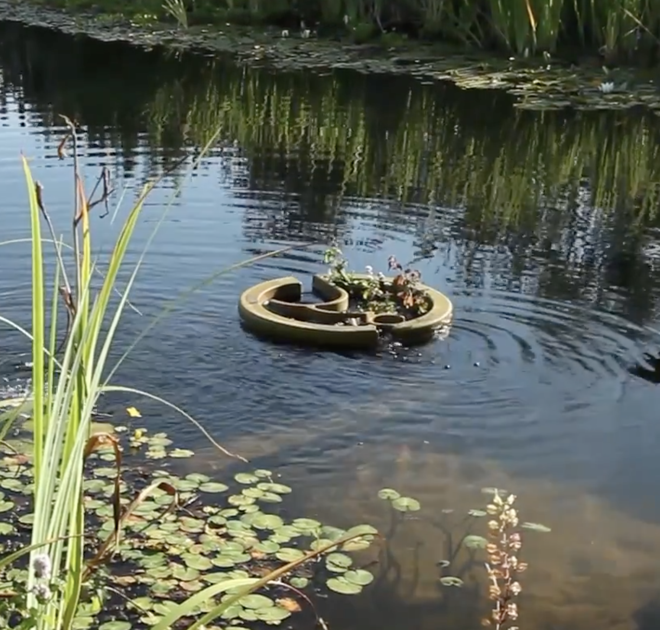 A pond with lily pads and water lilies, surrounded by tall green grass and plants, with a small boat or container floating on the water.