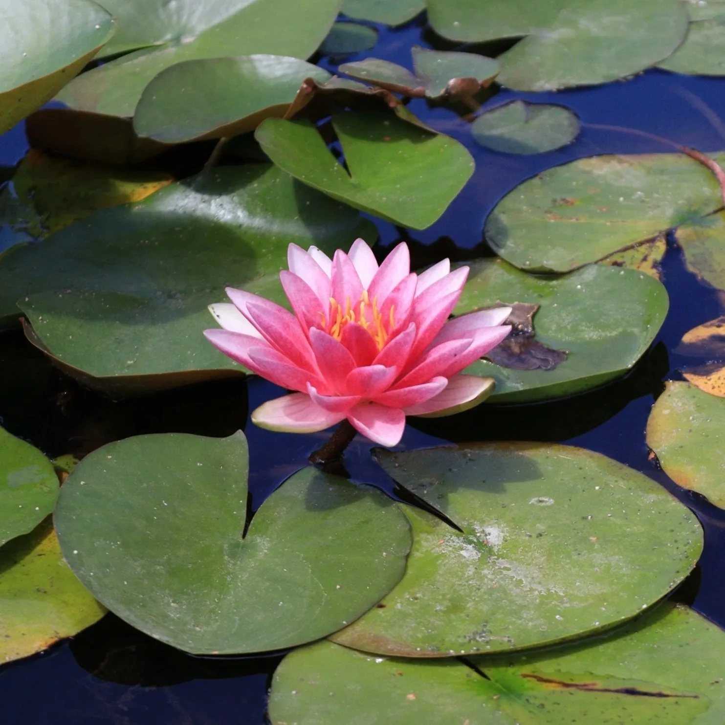 Pink water lily flower with green lily pads in a pond. - Hartfield Wild, for wild swimming in  your back garden. UK, East Sussex Based.