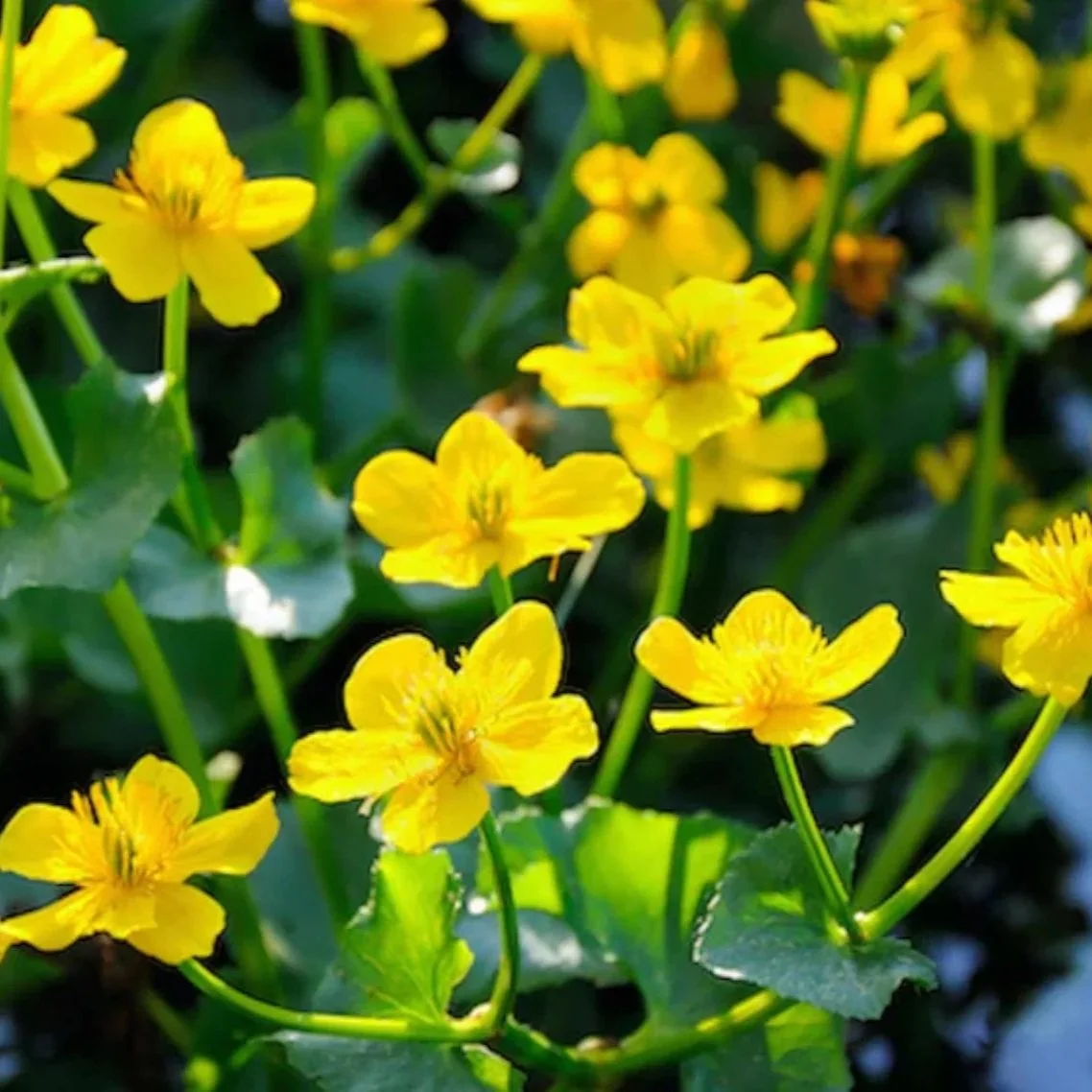 Yellow flowers with green leaves and stems.
