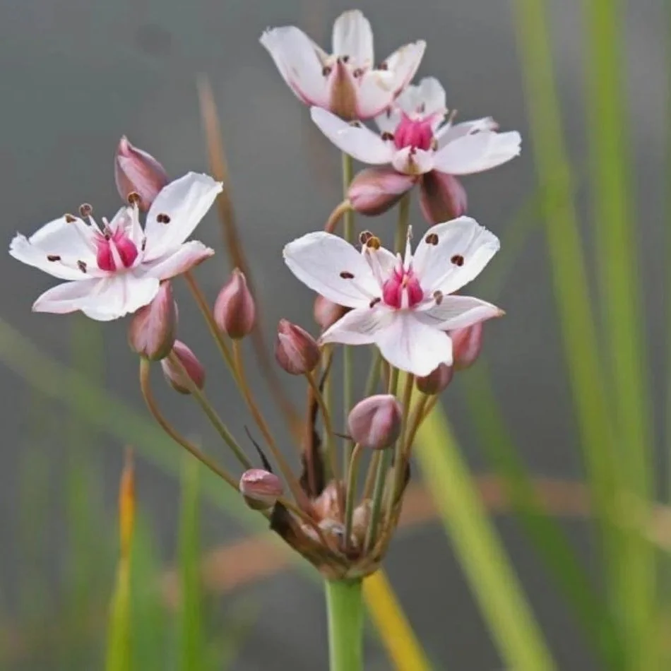 Close-up of pink and white flowers with buds, set against a blurred background of green grass and water.