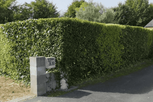 Intervention rapide et soignée pour taillage de haie et élagage par Lorenzo Delorme, installé à Château-Gontier en Mayenne