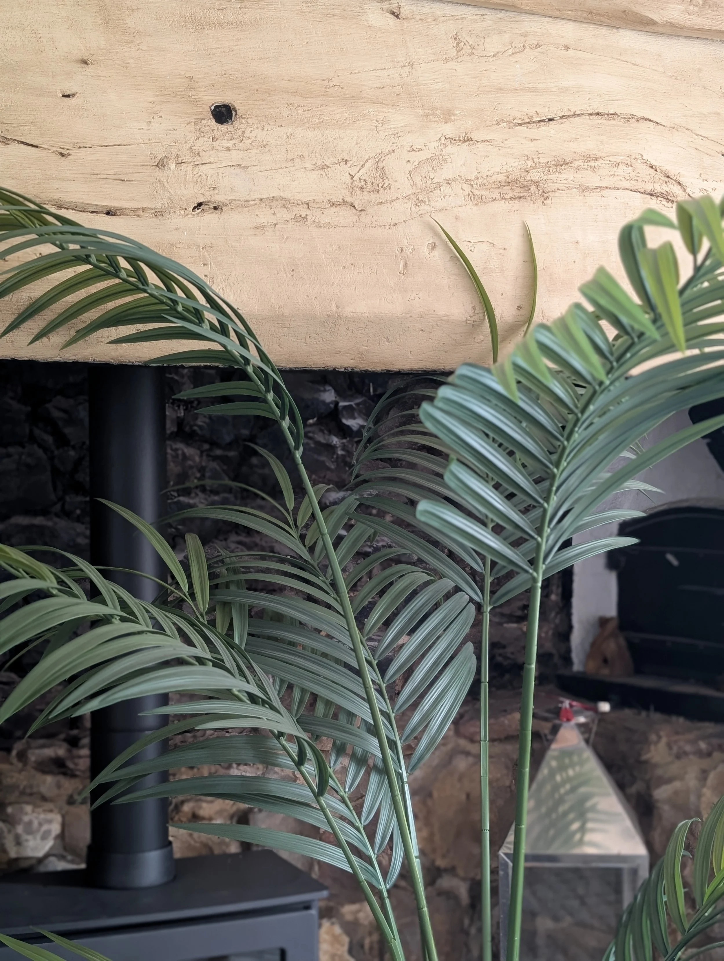 A close-up view of green, palm-like plants with elongated, striped leaves in front of a wooden wall, with some miscellaneous items in the background.