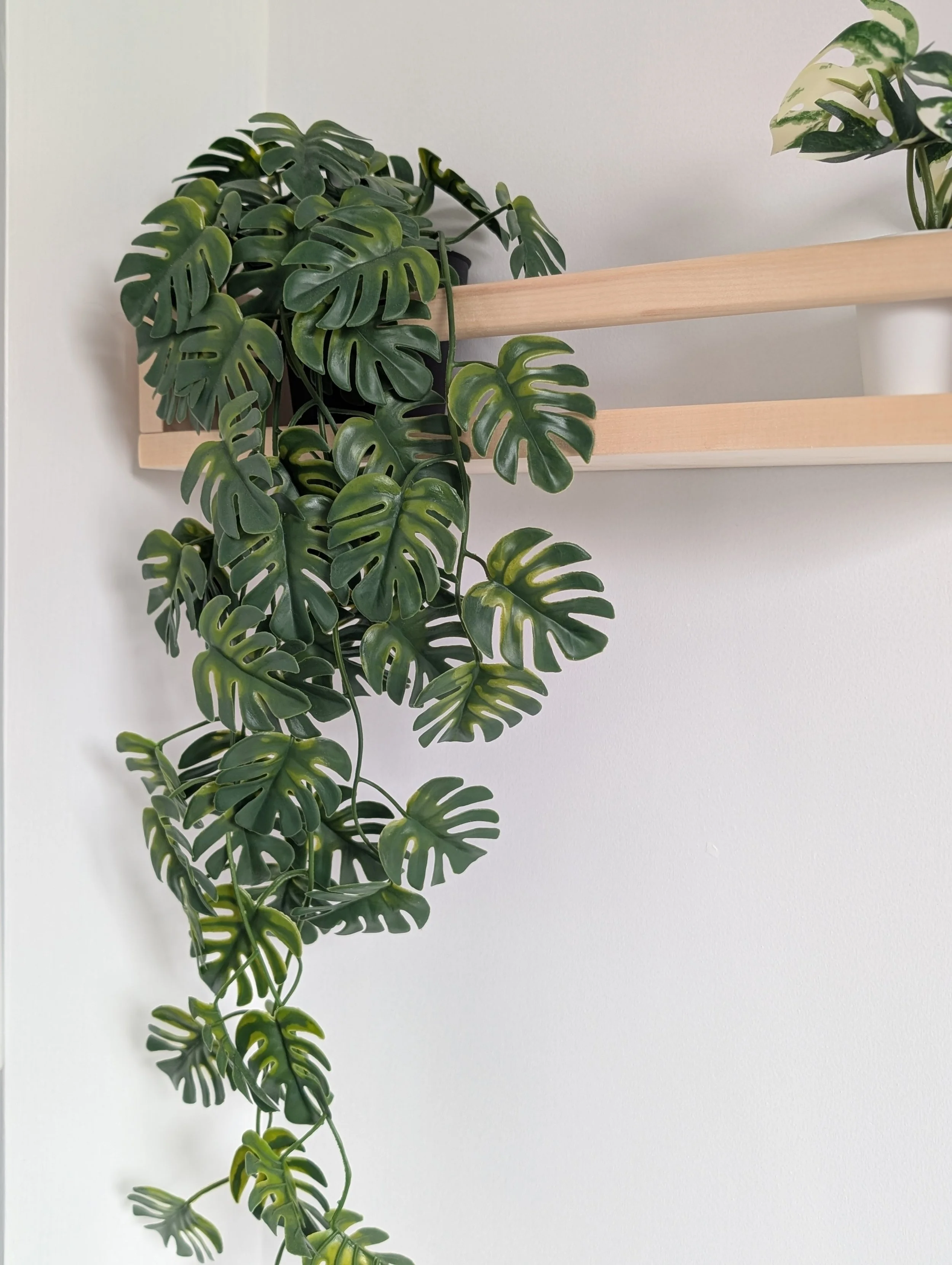 Green monstera plant cascading from a black pot on a wooden shelf against a white wall.