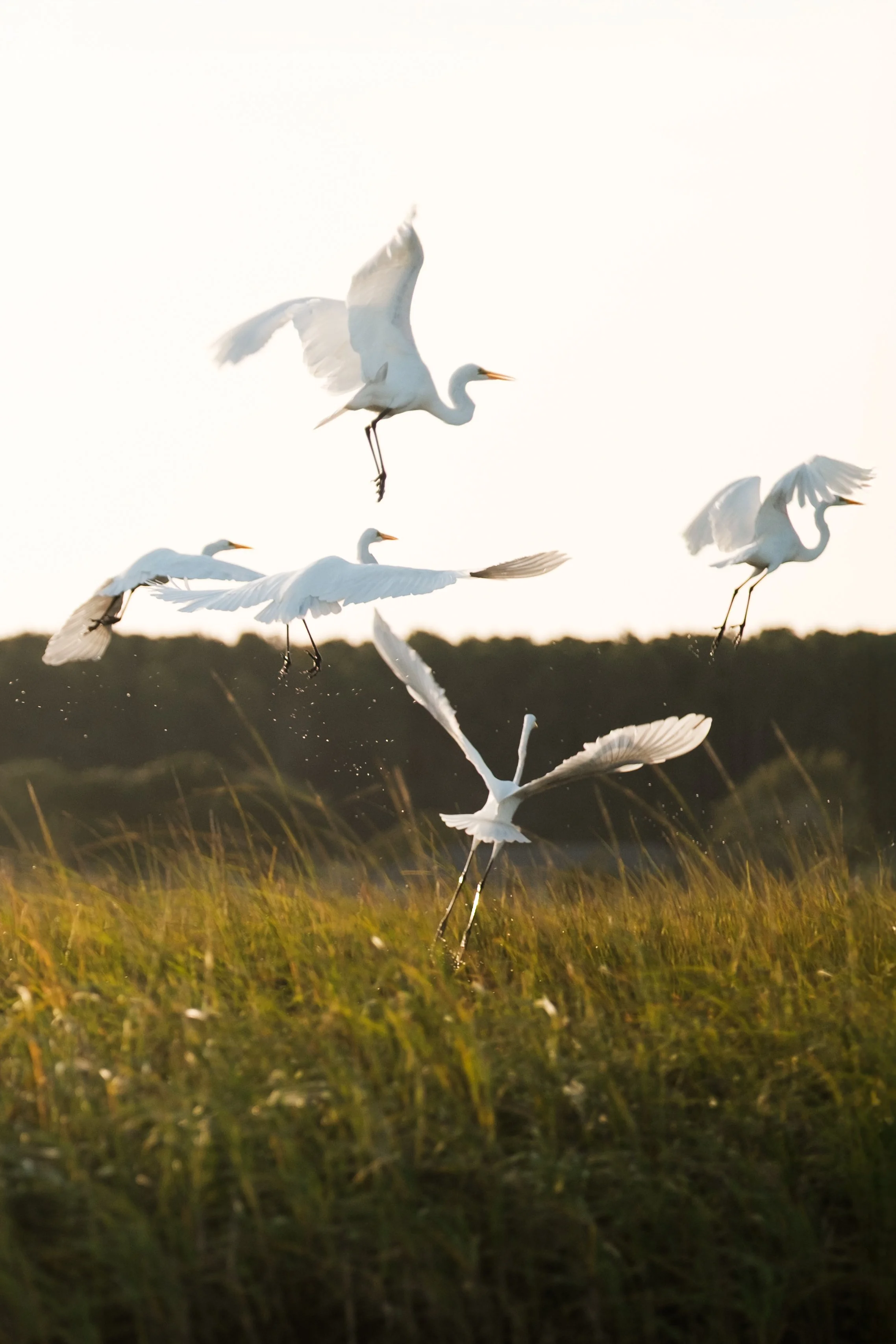Several white egrets flying low over a grassy field during sunset.