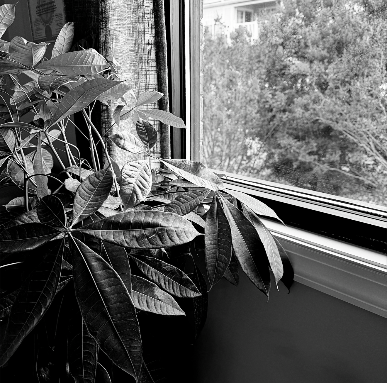 A black-and-white photo of a houseplant with numerous large leaves sitting on a windowsill. Outside the window, trees are visible. Interior image of the therapy practice office for Sxuations.com.