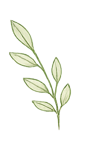 A green leafy branch with multiple elongated leaves.