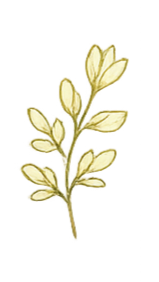 A botanical illustration of a yellow flowering plant with multiple blossoms and elongated leaves.