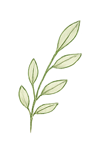 Drawing of a sprig with five elongated green leaves, one at the top and four below.