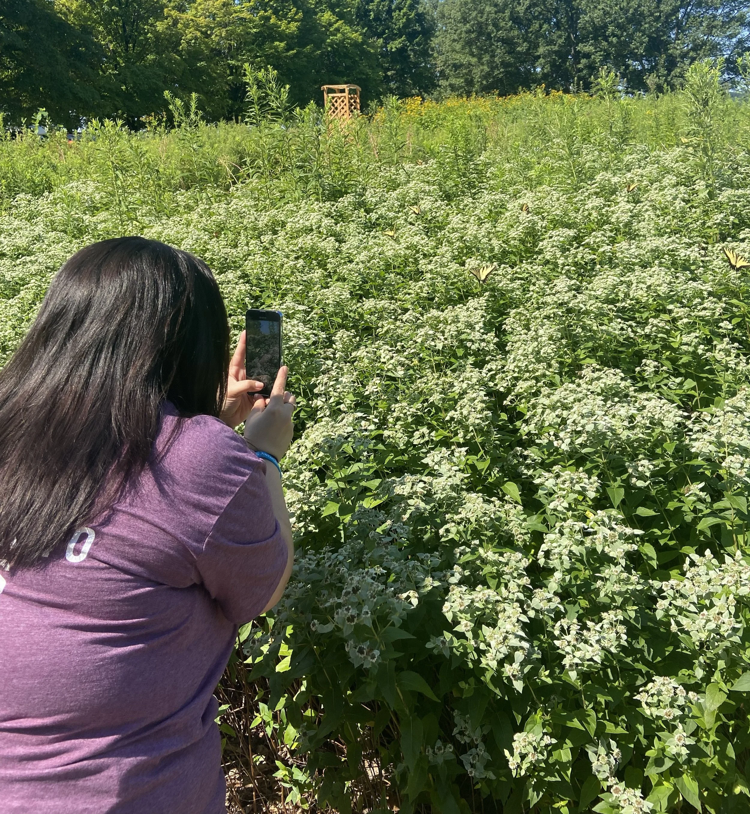 Person with long dark hair taking a photo of white flowers and butterflies in a lush green garden or park on a sunny day.