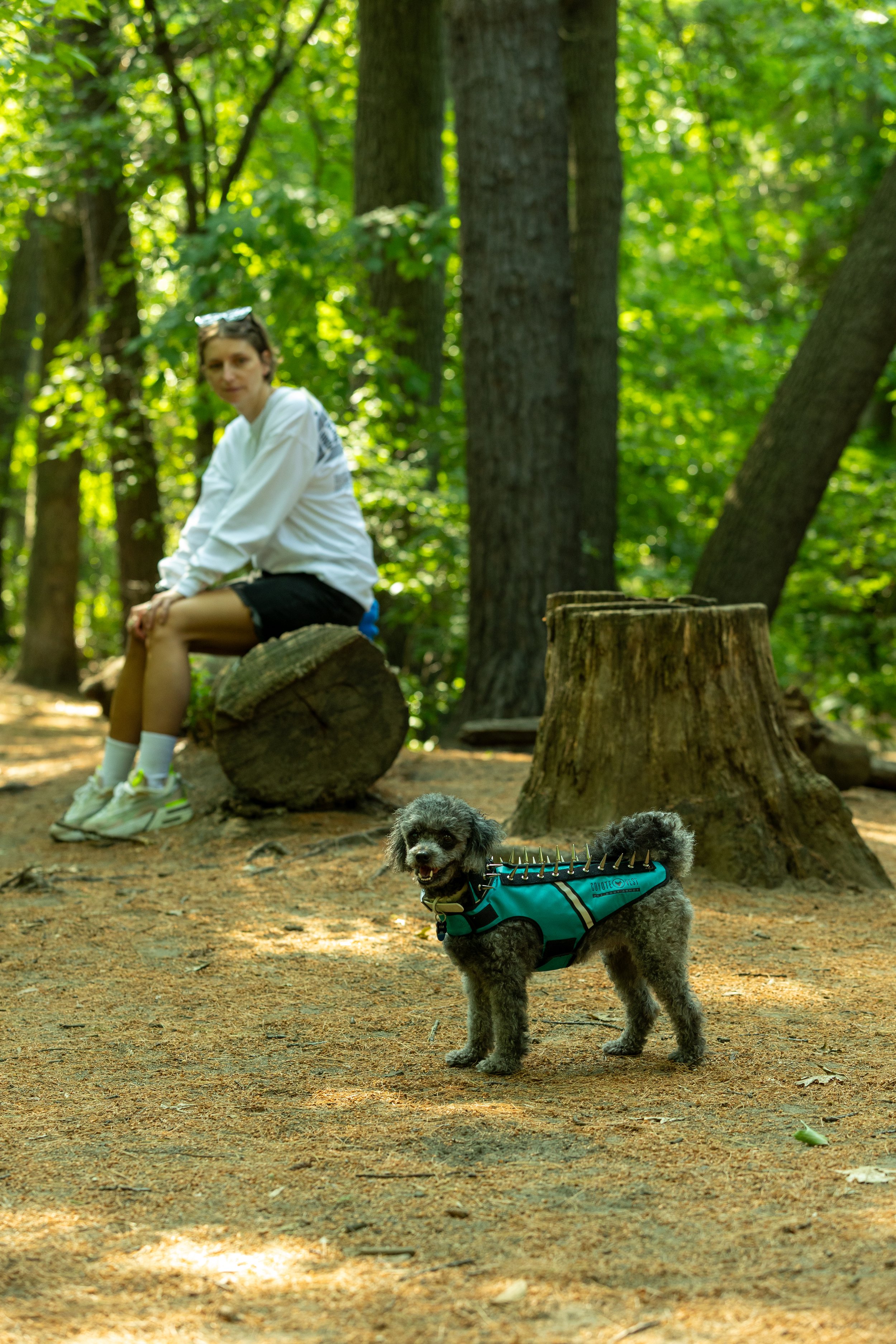 Wily Coyotes, wary dogs