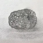 A drawing of a textured, elongated object with intricate details, possibly resembling a seed or a small natural formation.
