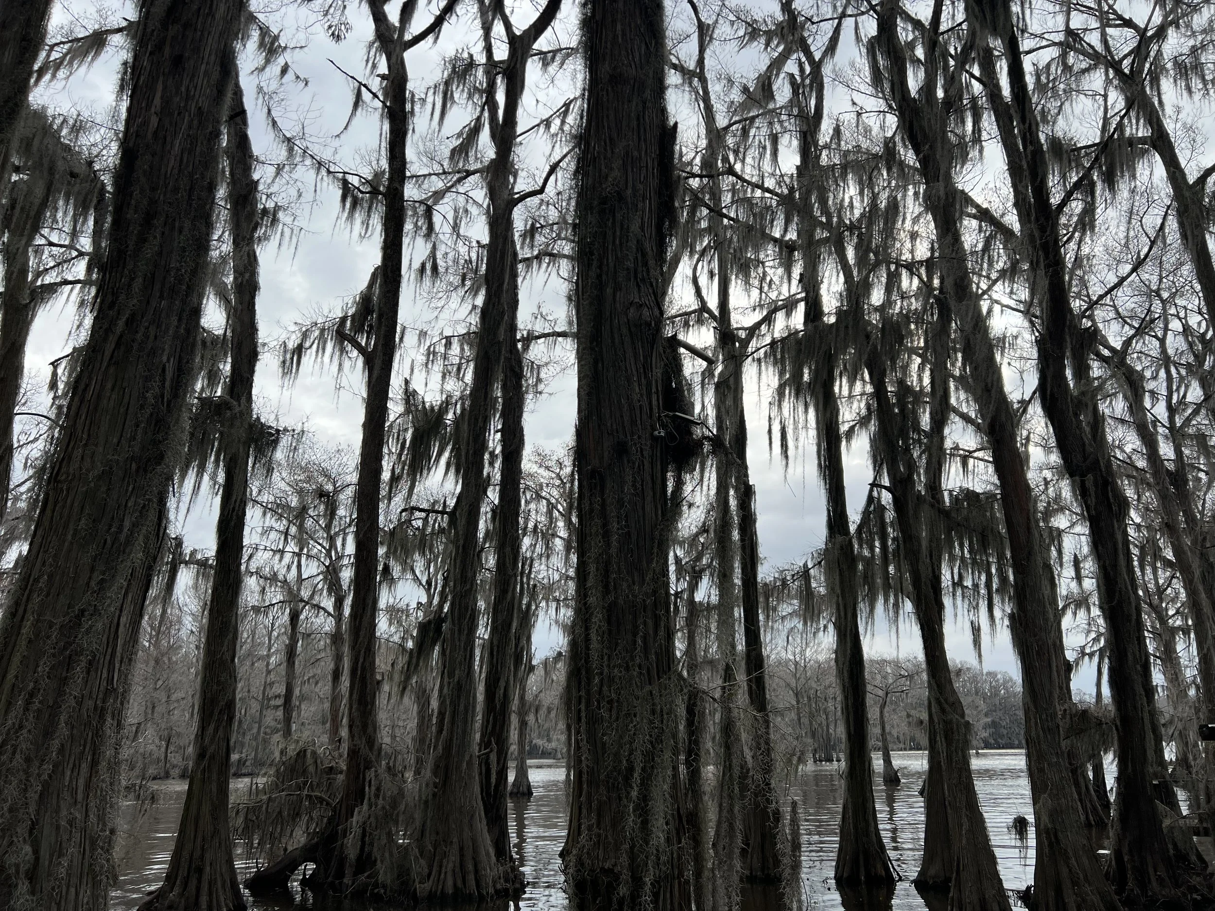 Caddo Lake 2.jpg