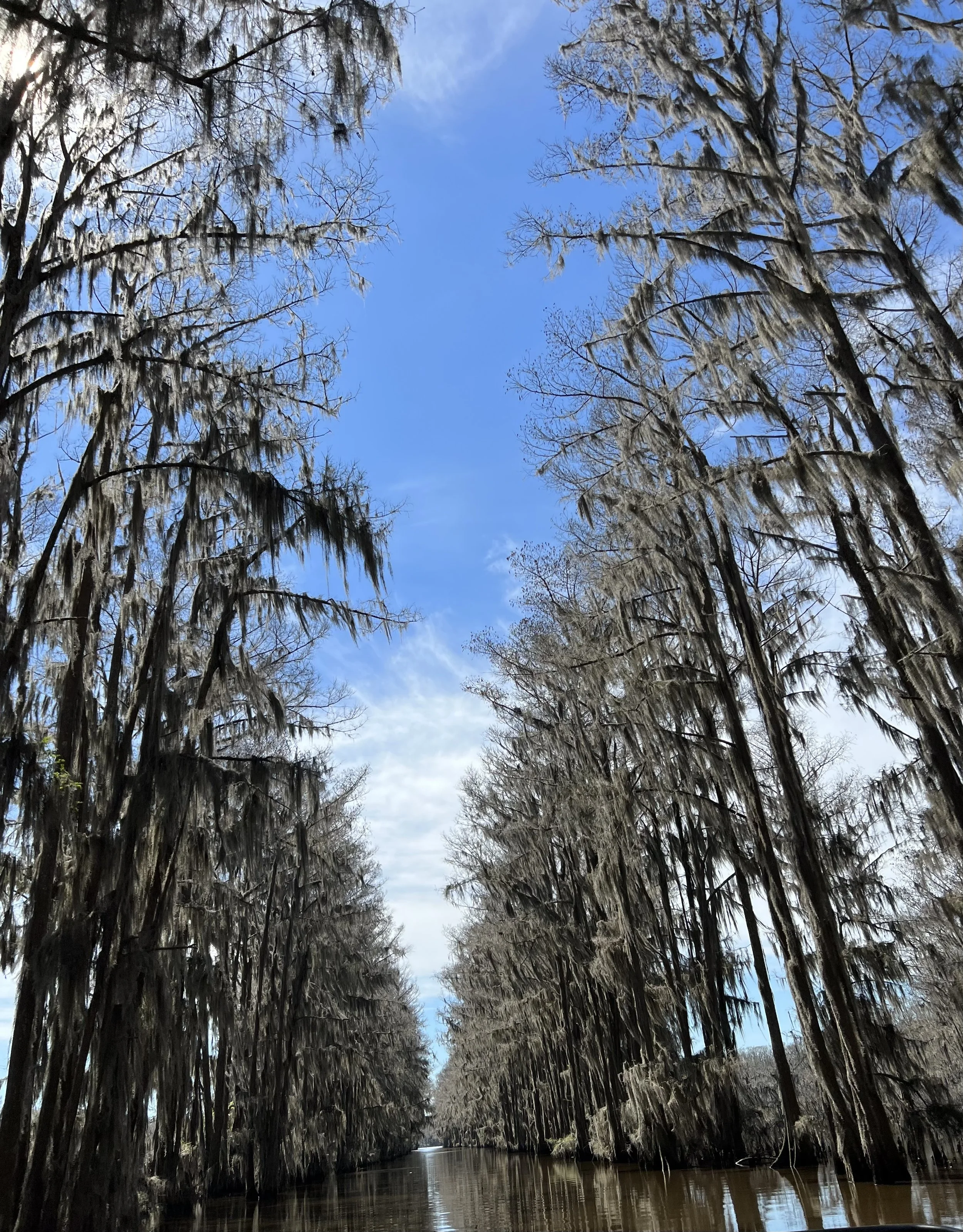 Caddo Lake Boat Ride (3).jpg