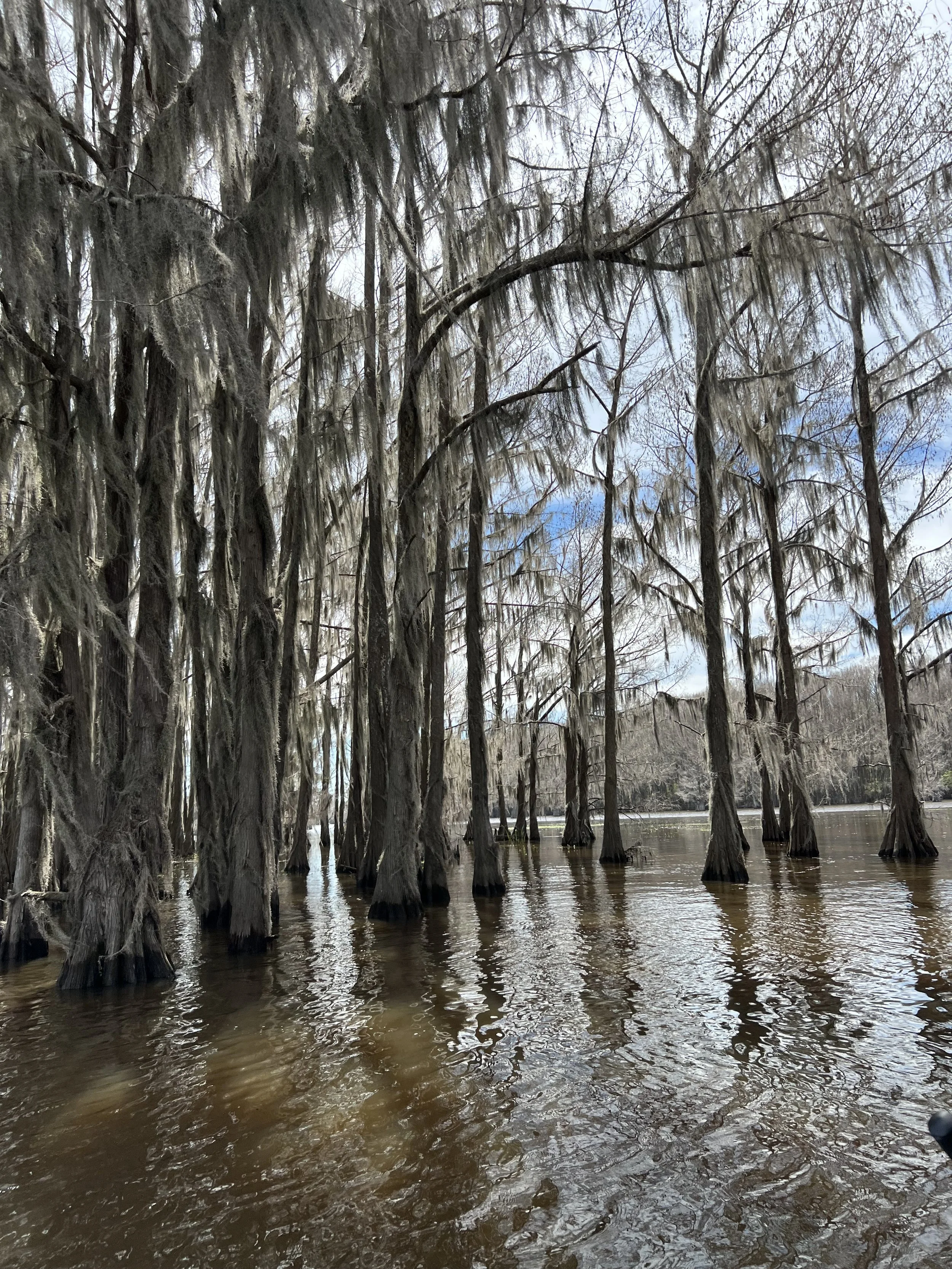 Caddo Lake Boat Ride (4).jpg