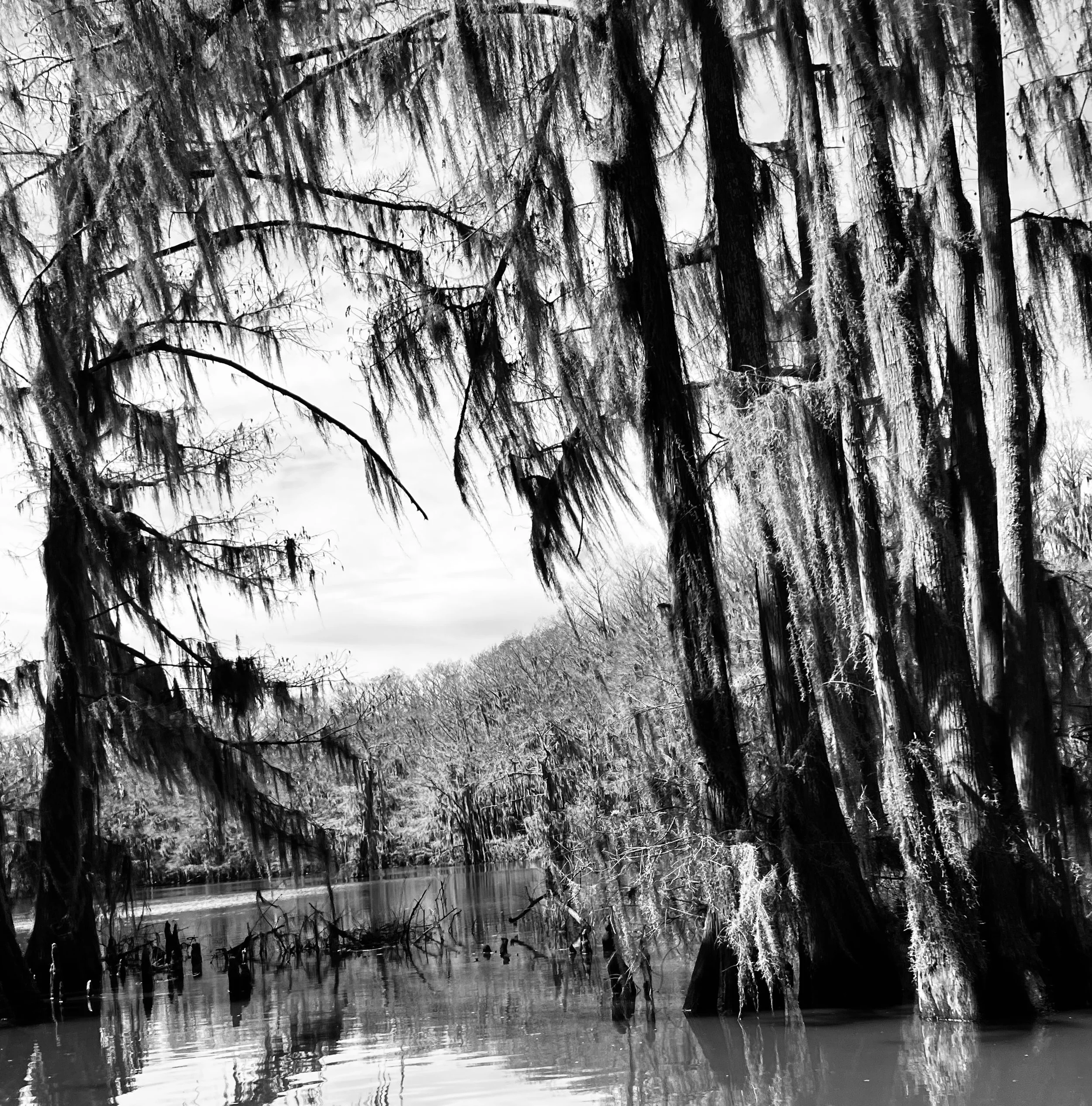 Caddo Lake 1.jpg