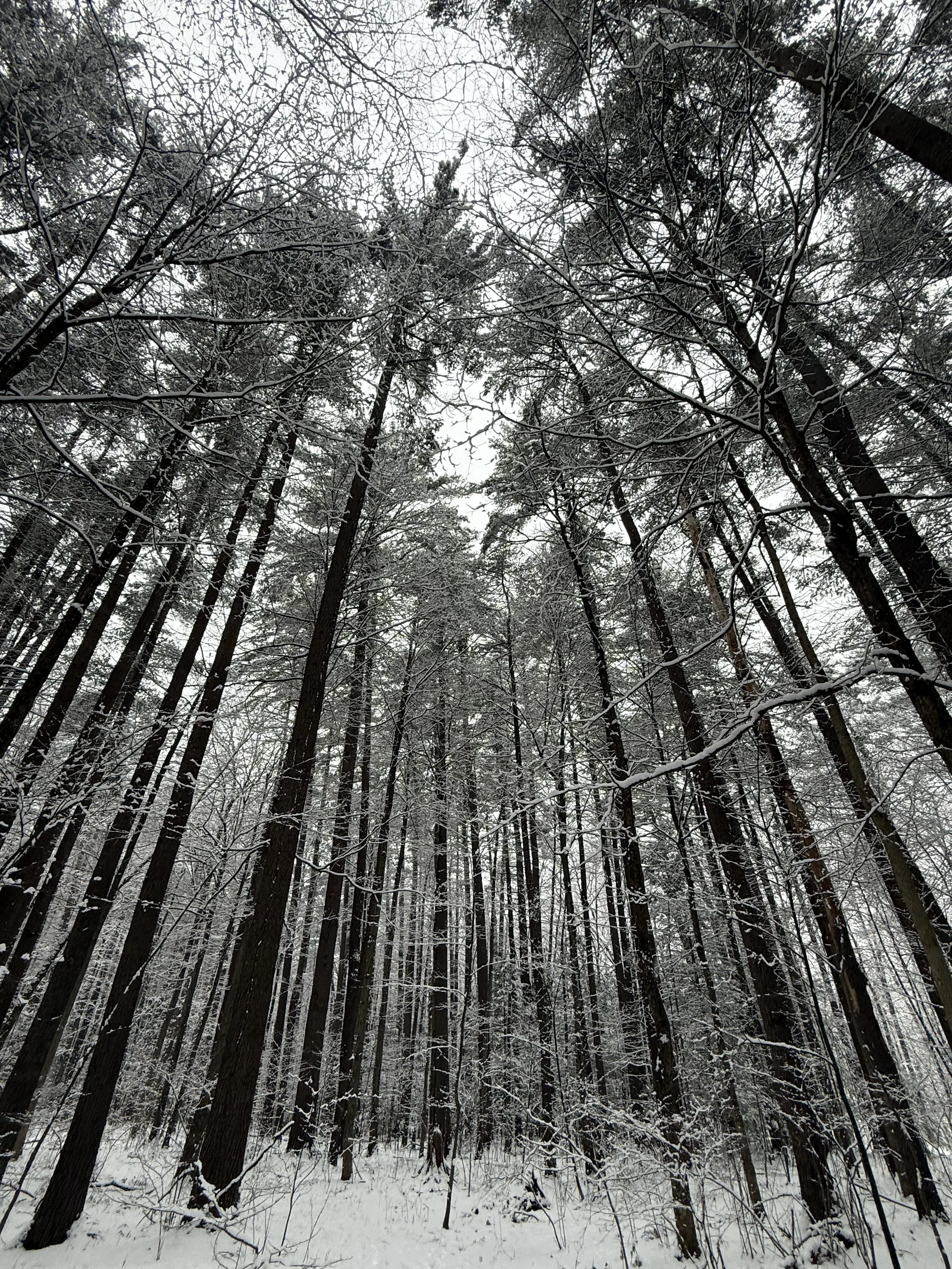 Snow-covered trees in a dense forest on a cloudy winter day.
