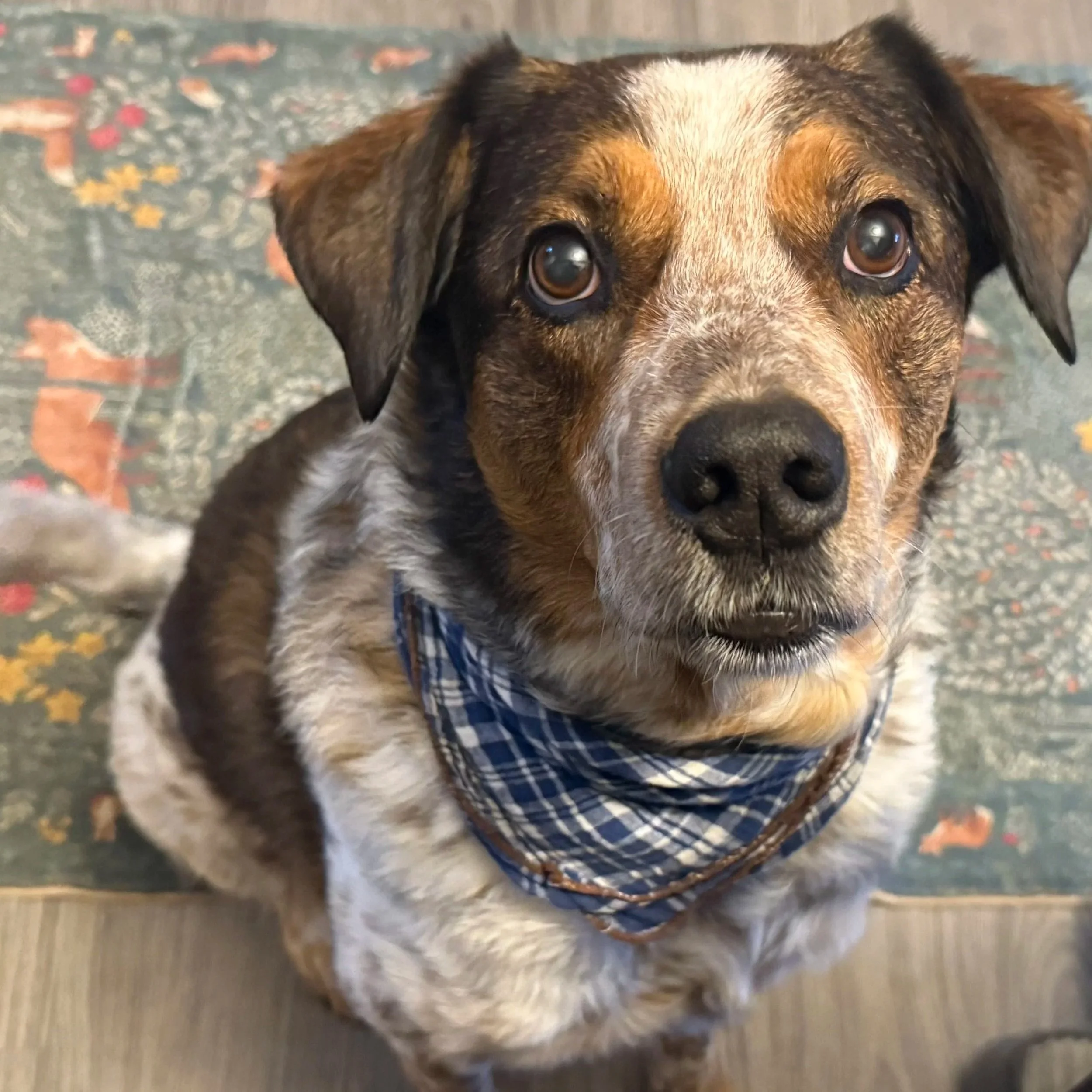 Close-up of a cute, young puppy with brown, black, and white fur, wearing a checkered blue collar, standing on a patterned carpet.