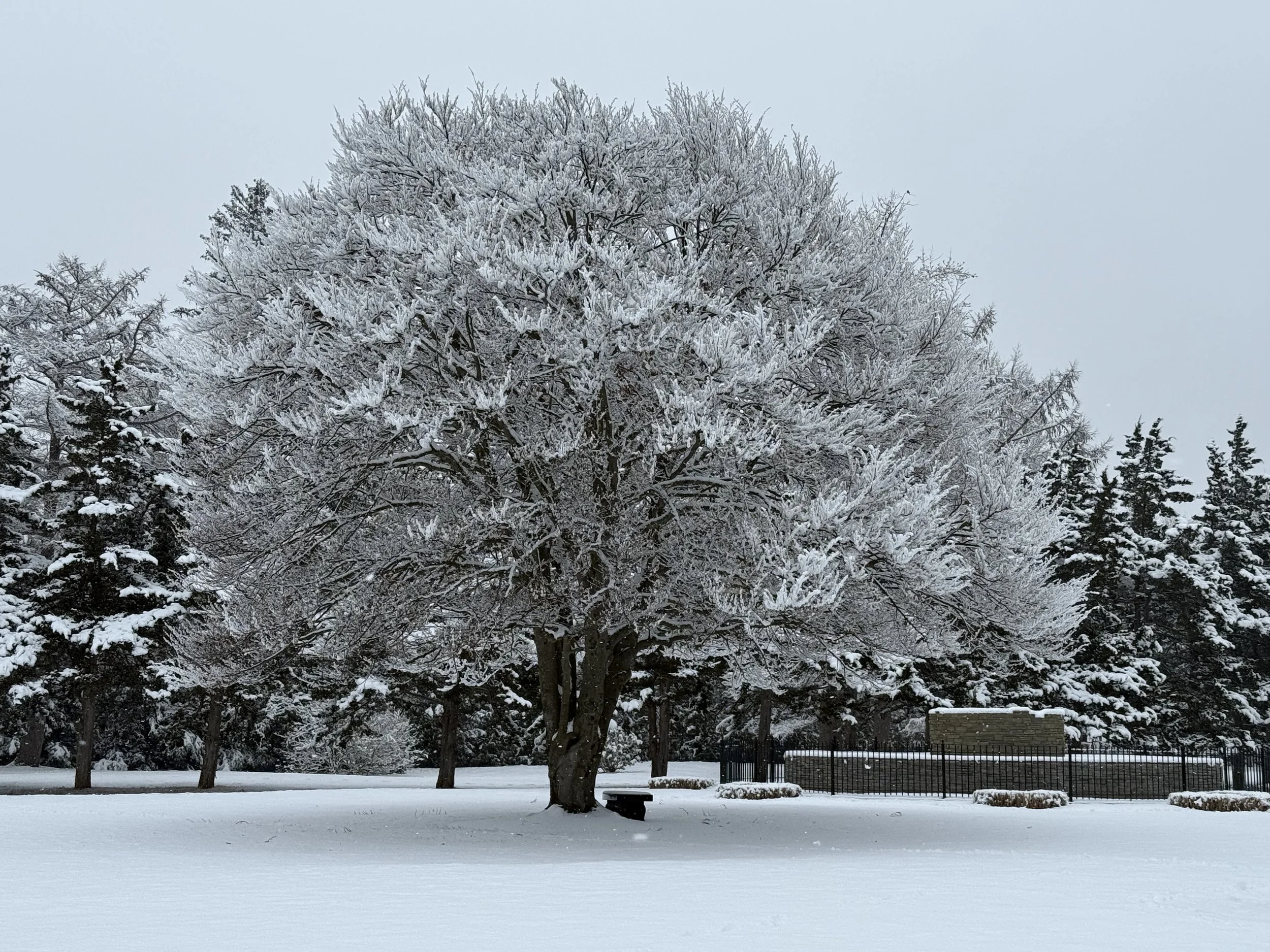 A snow-covered park with several leafless trees and a wooden bench in the foreground, surrounded by a black metal fence.