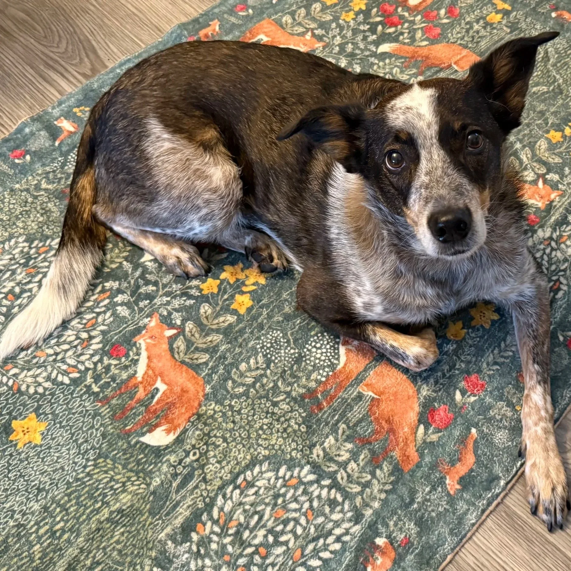A dog with a brindle coat and brown eyes lying on a dark floral rug with orange fox and yellow leaves patterns.
