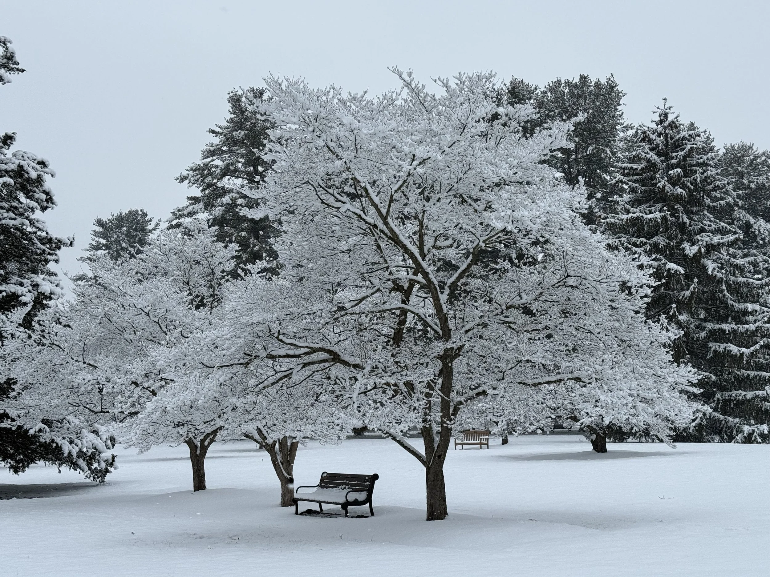 Snow-covered park with trees and benches.