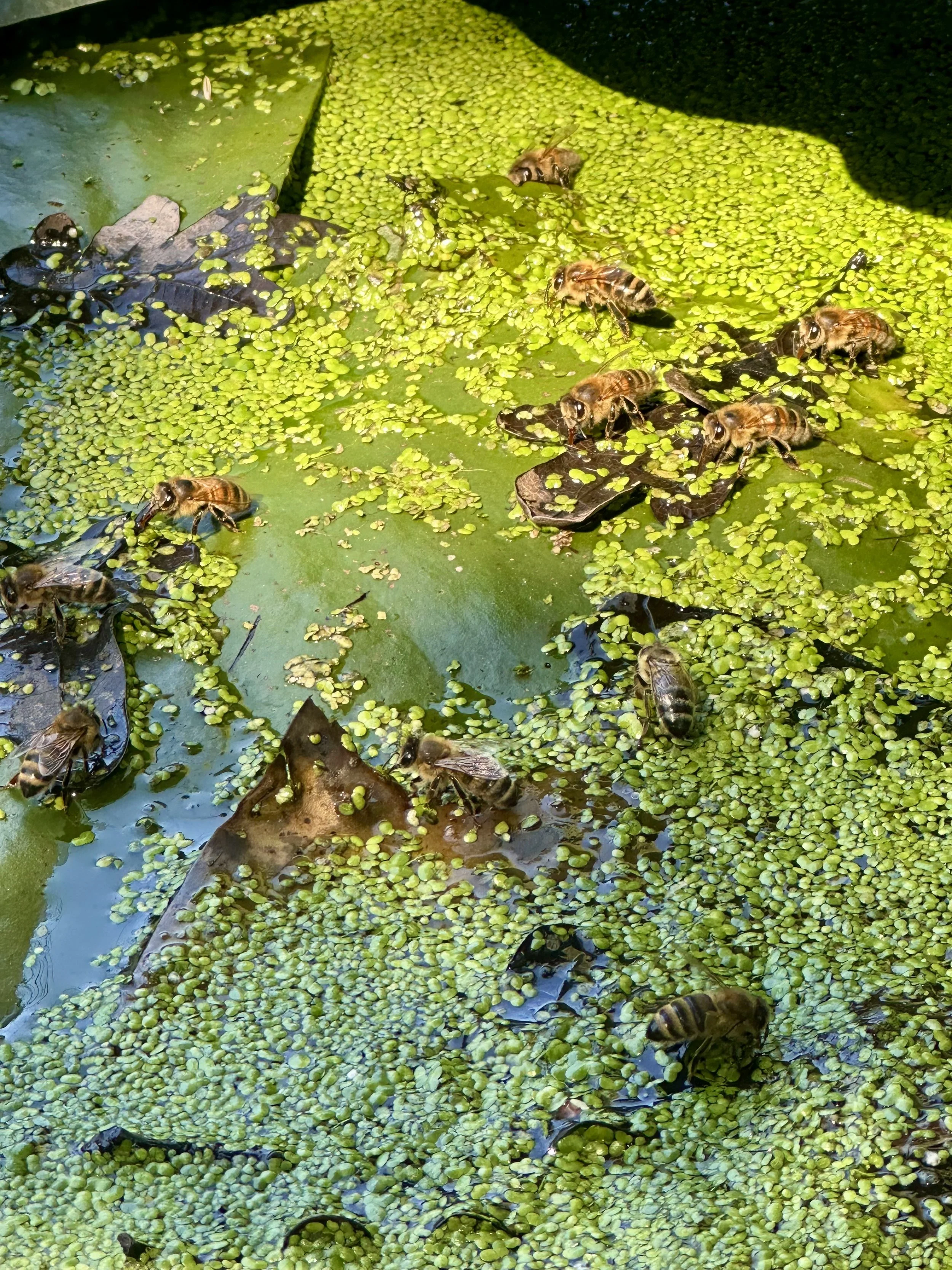 Beekeeping in drought season