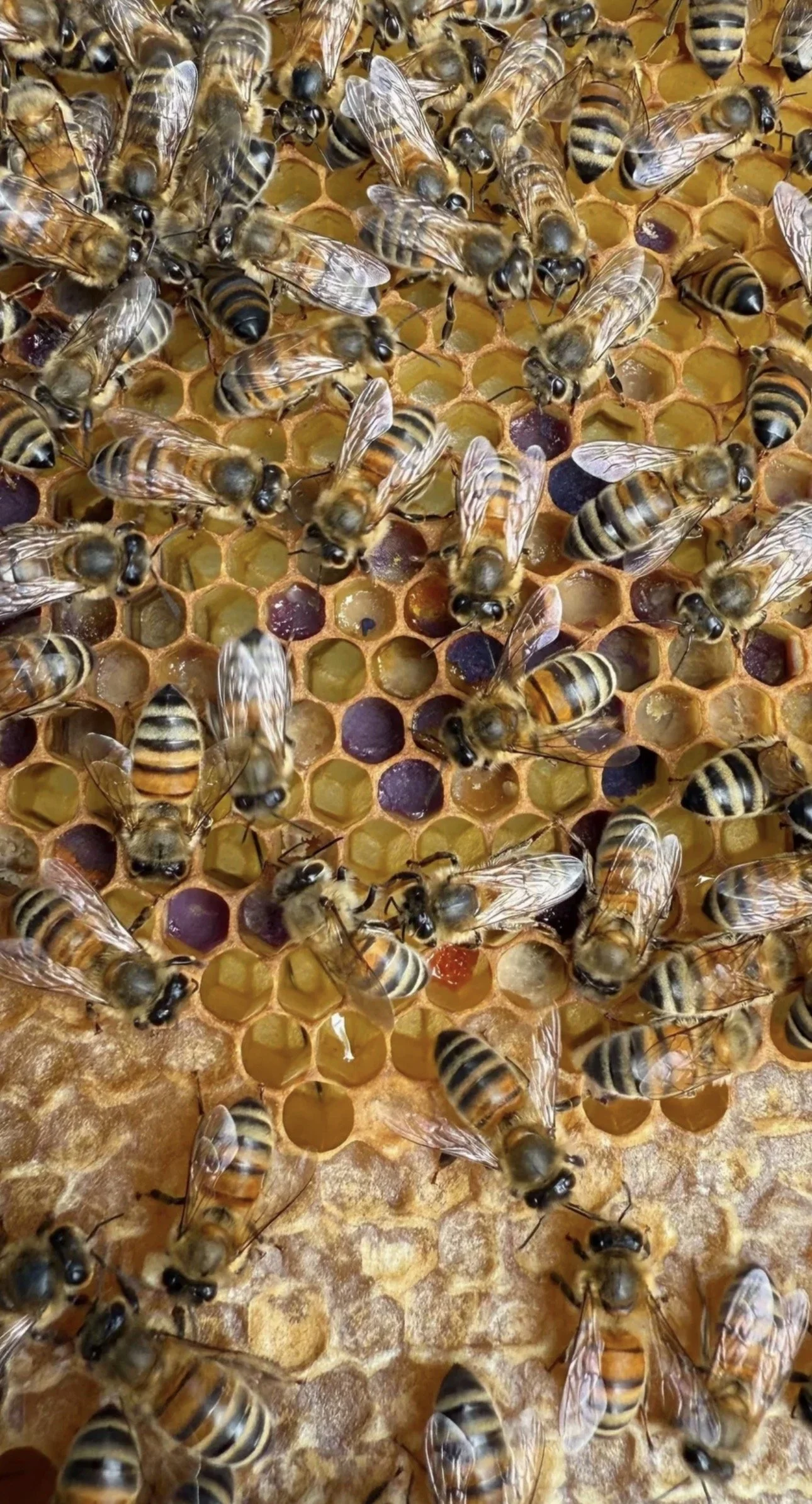 Close-up of honeycomb with bees working on the honeycomb cells.