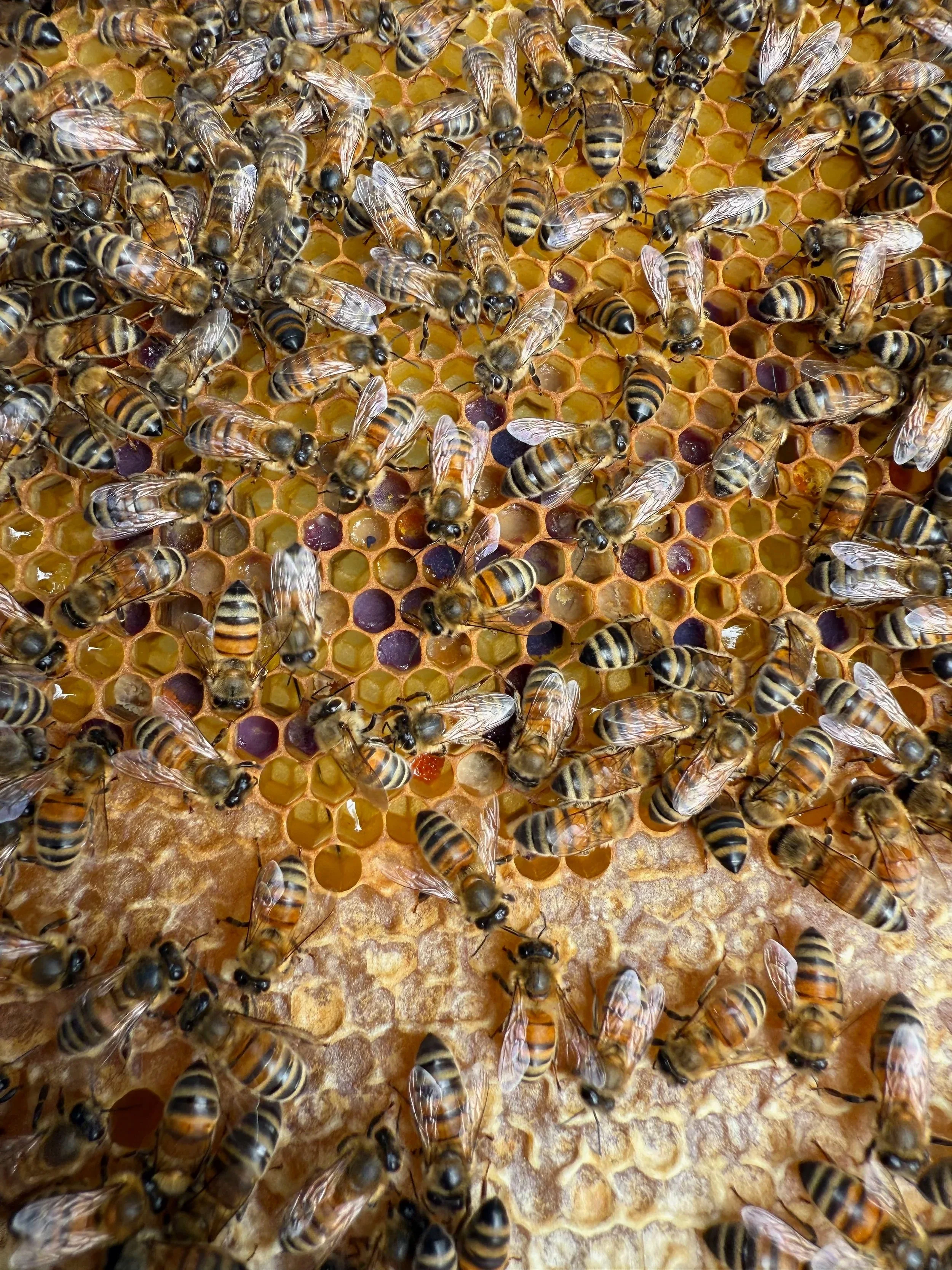 Hive checks are always fascinating