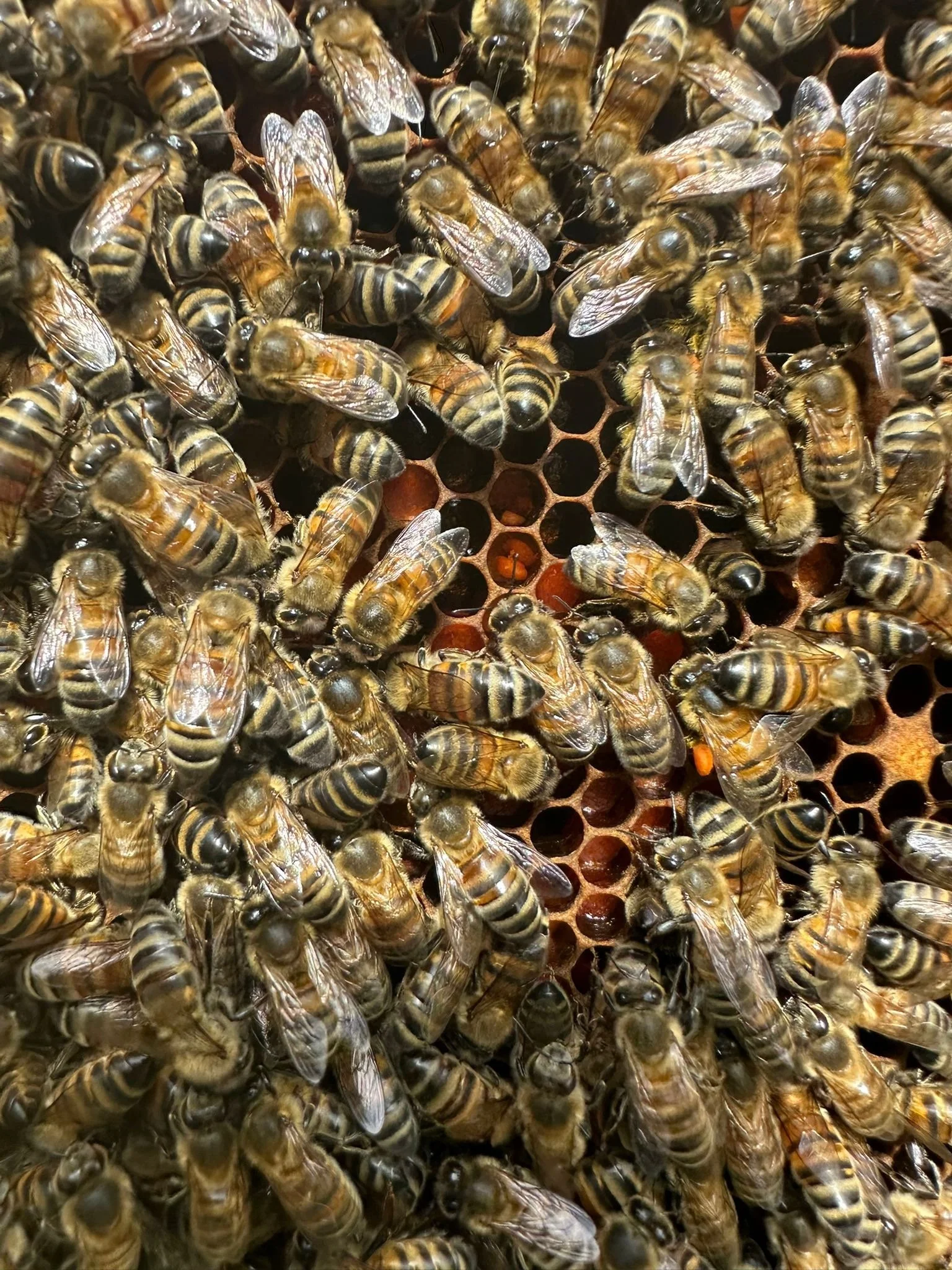 Close-up of a beehive with numerous bees on honeycomb cells.
