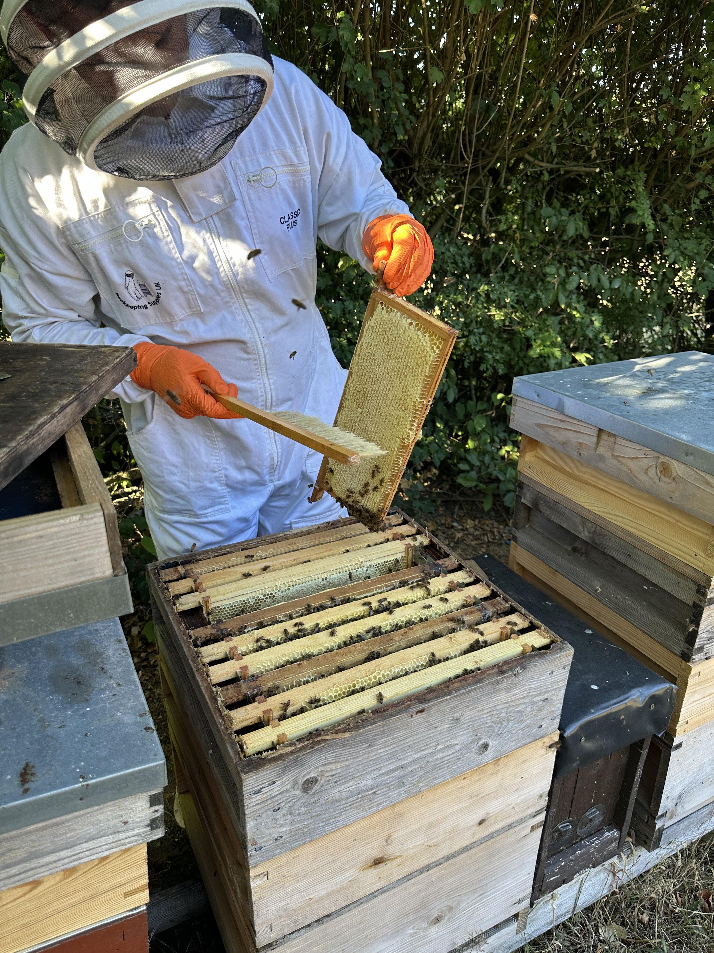 A beekeeper in white suit and orange gloves inspects a honeycomb frame in an outdoor beekeeping area with wooden bee boxes and green foliage in the background.