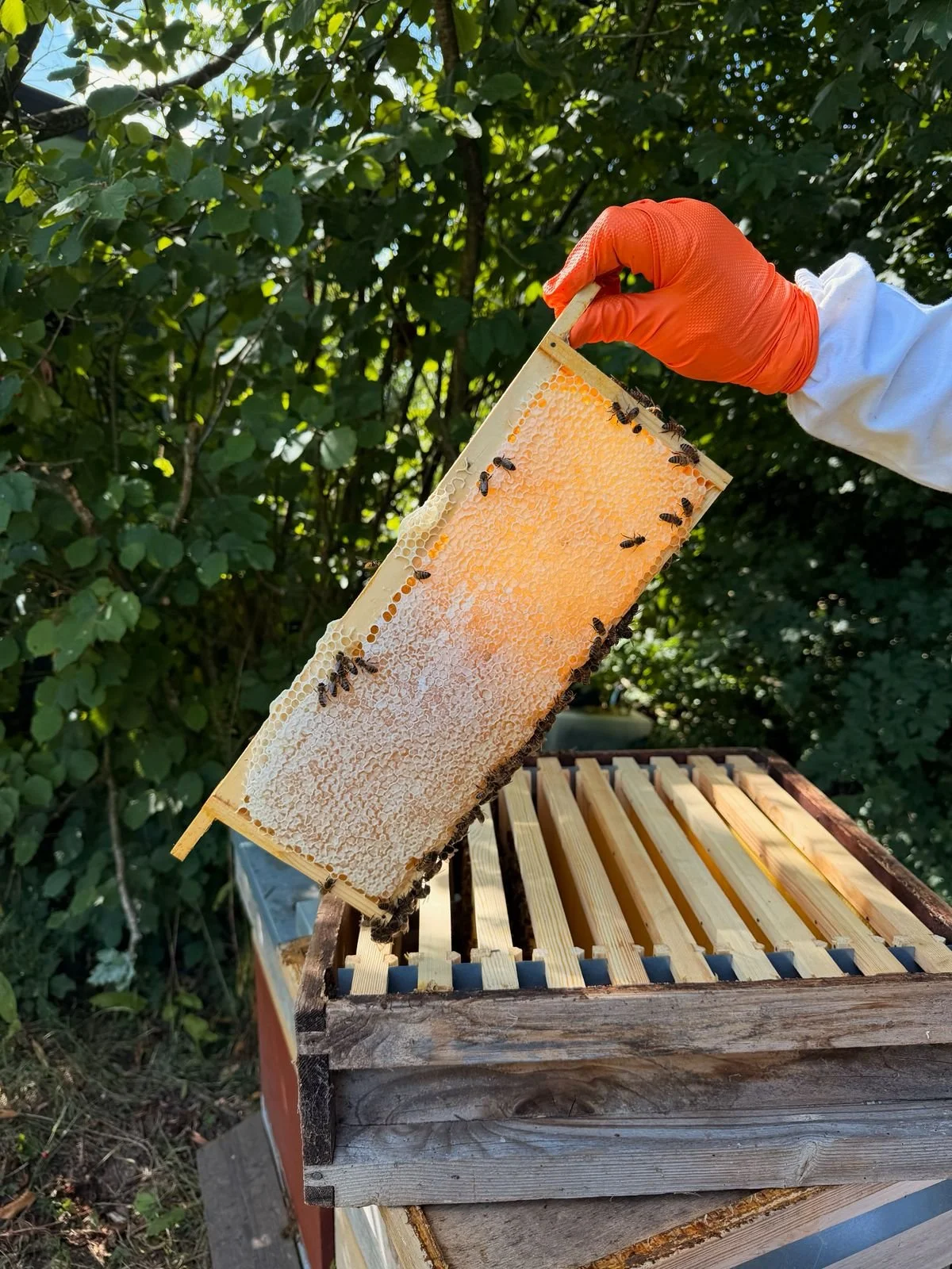 A beekeeper wearing an orange glove holding a honeycomb frame with bees, above an empty hive box outdoors surrounded by green foliage.