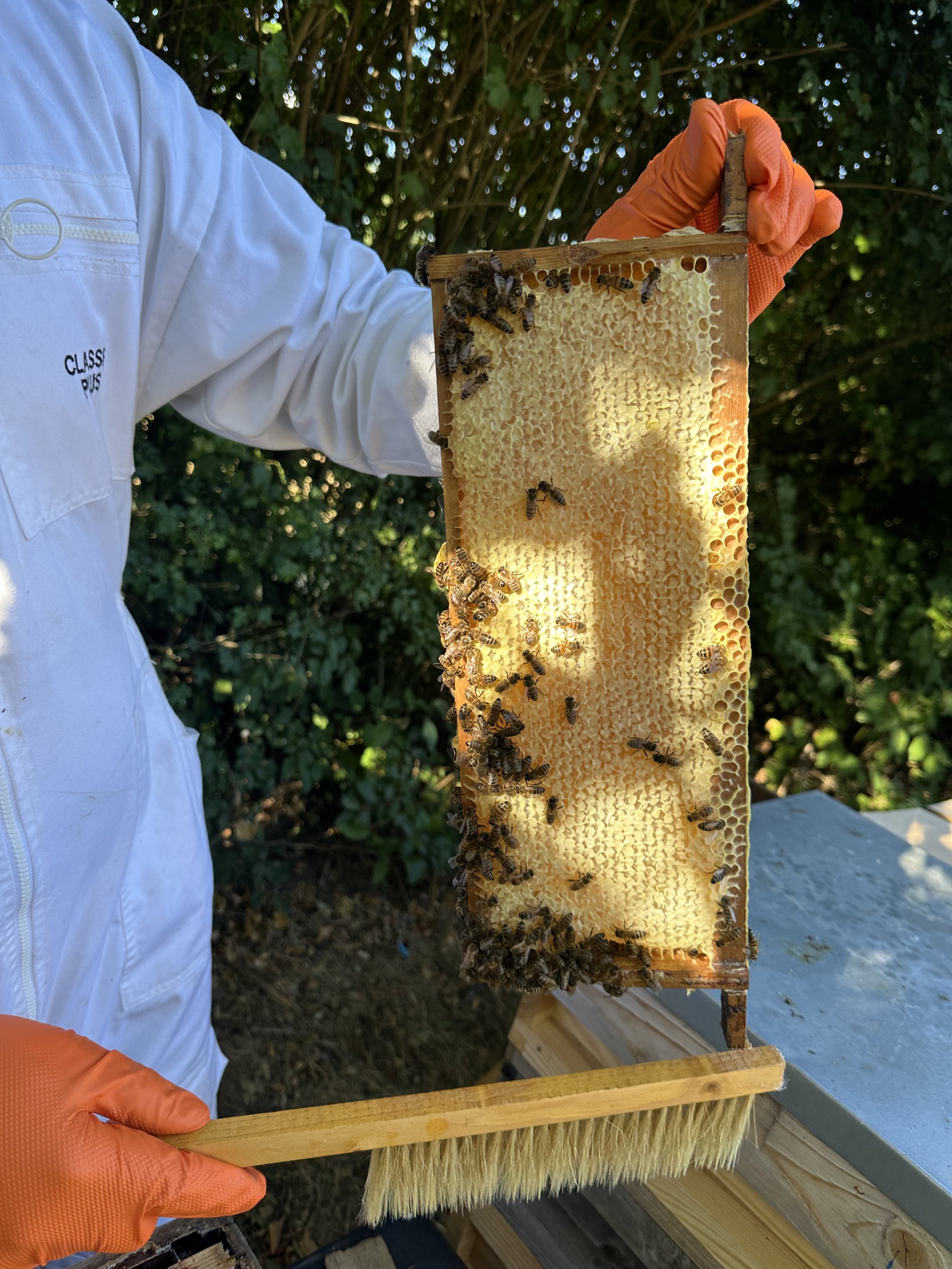 A person wearing an orange glove holding a honeycomb frame with bees on it, outdoors with green foliage in the background.