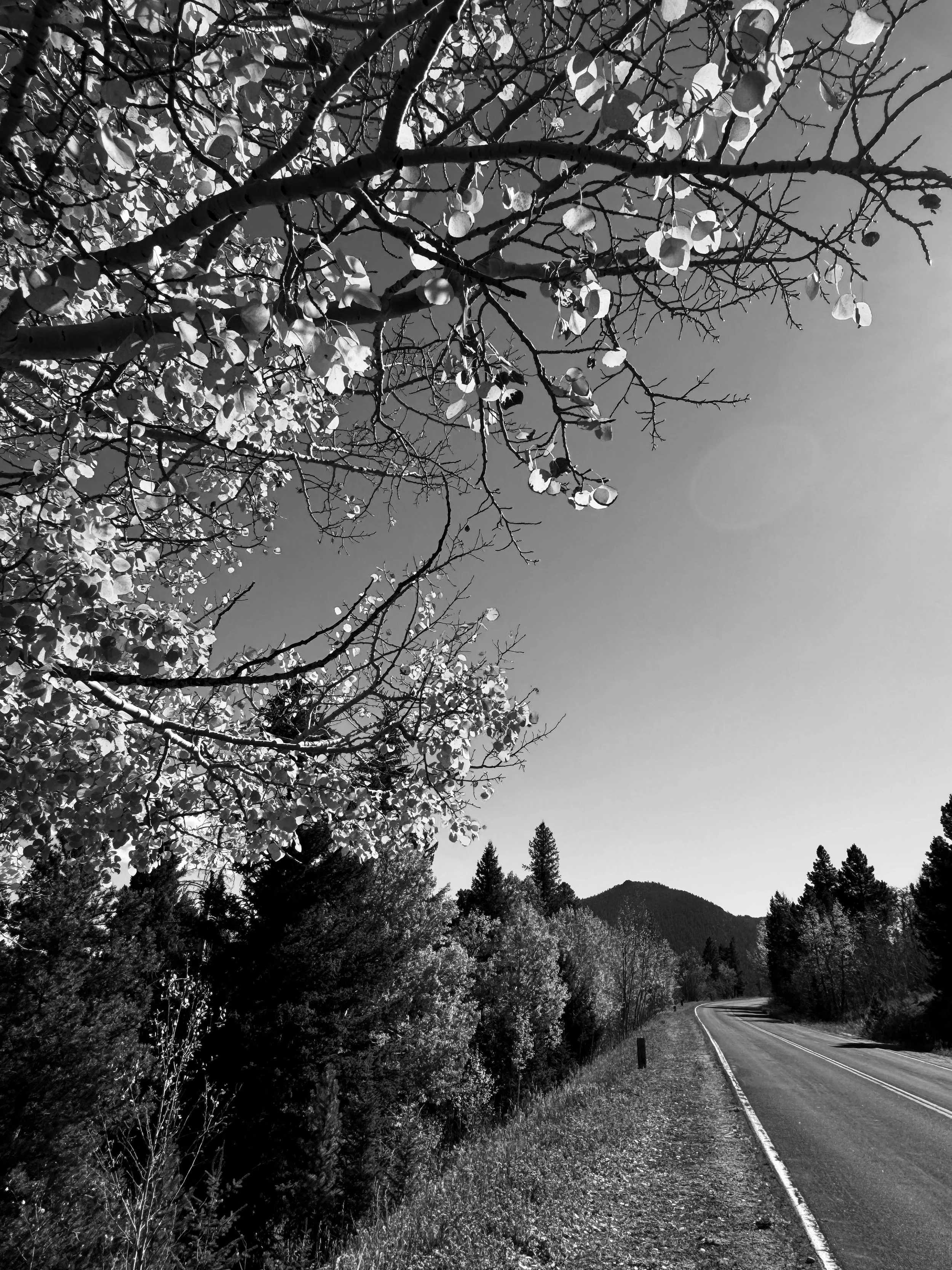 Black-and-white photograph of a mountain road in the Colorado Rockies, framed by evergreen trees and leafy branches.