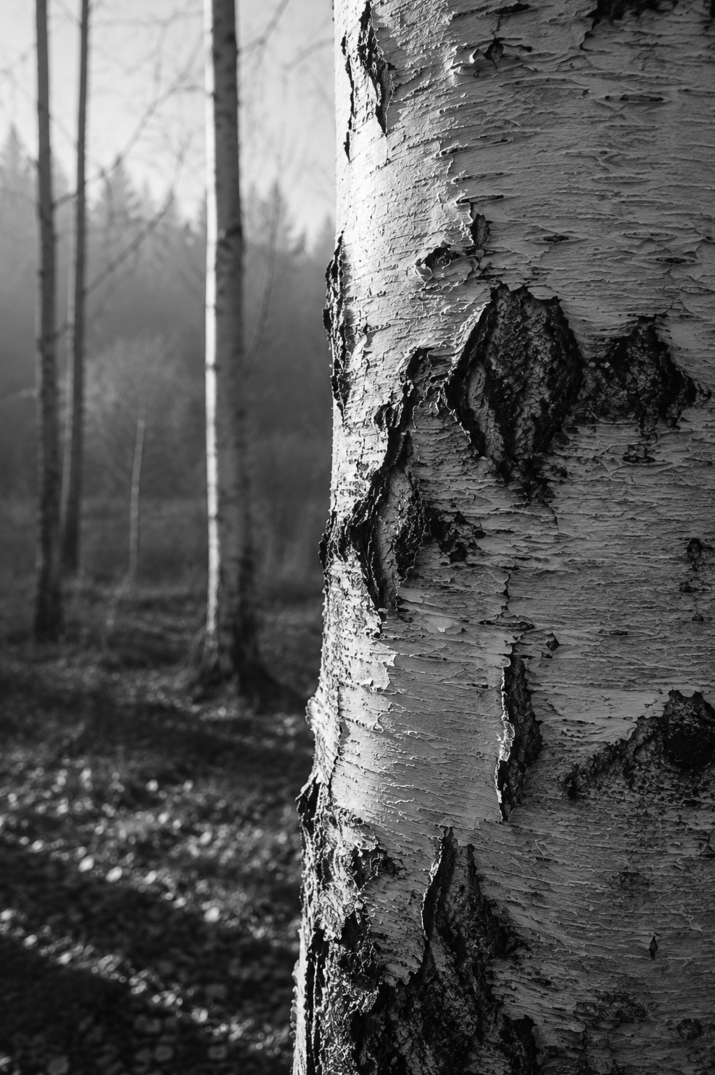 Black-and-white close-up photograph of a birch tree trunk in a wooded landscape