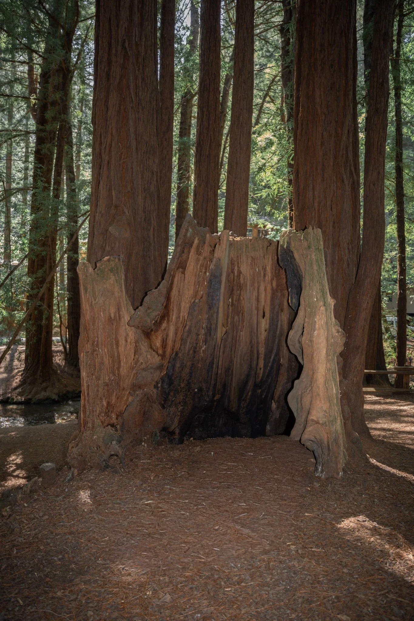 Old Mill Park North California Redwoods Elopement Photography by Living Pictures-6-2.jpg
