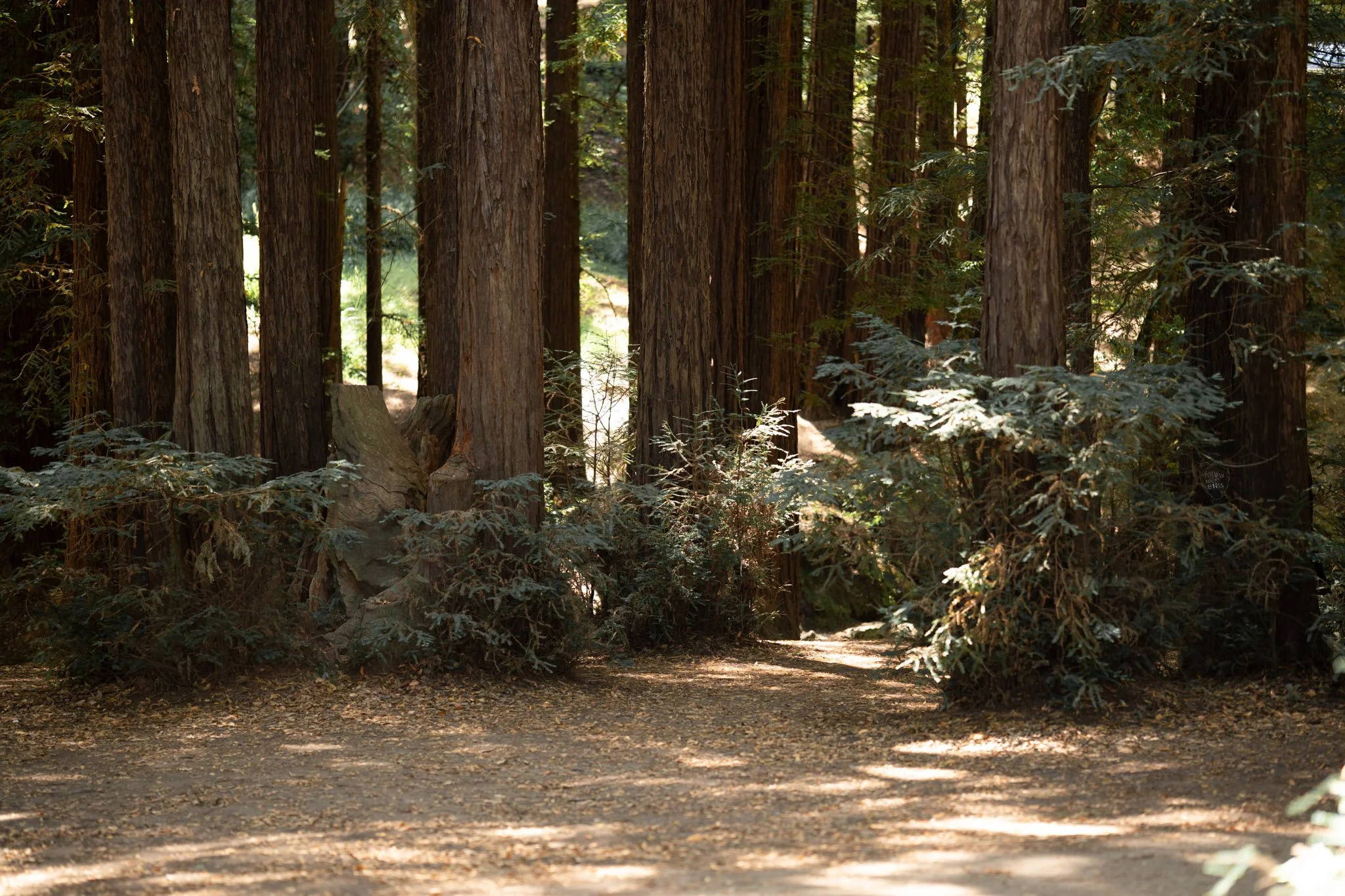 Old Mill Park North California Redwoods Elopement Photography by Living Pictures-3-2.jpg