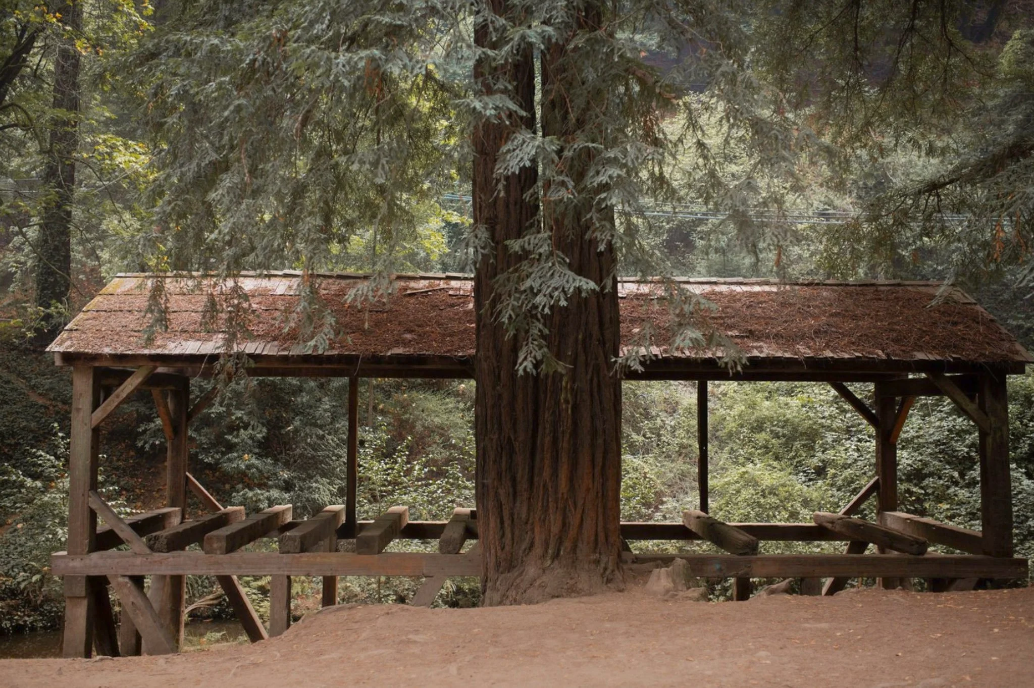 Old Mill Park North California Redwoods Elopement Photography by Living Pictures-53.jpg