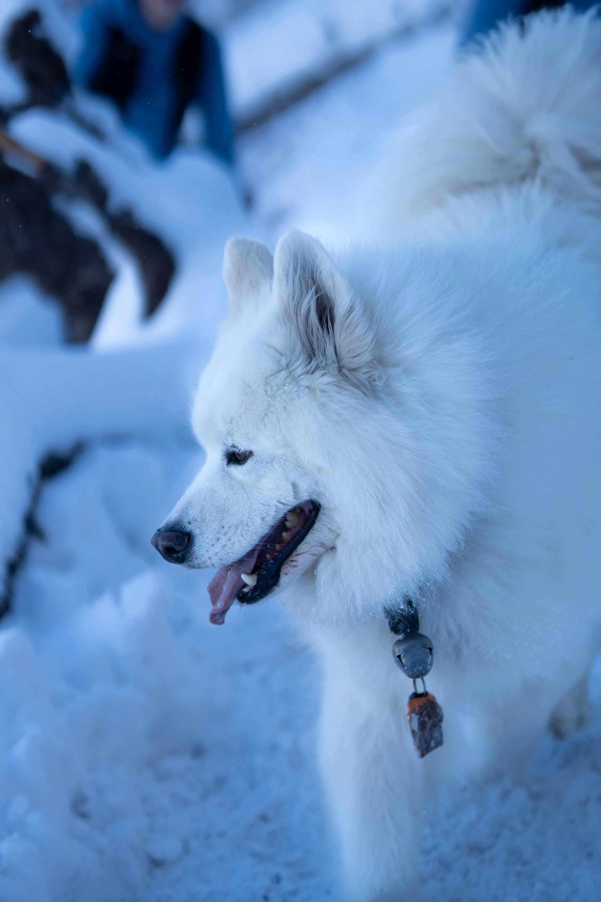 _DSC3997.jpg