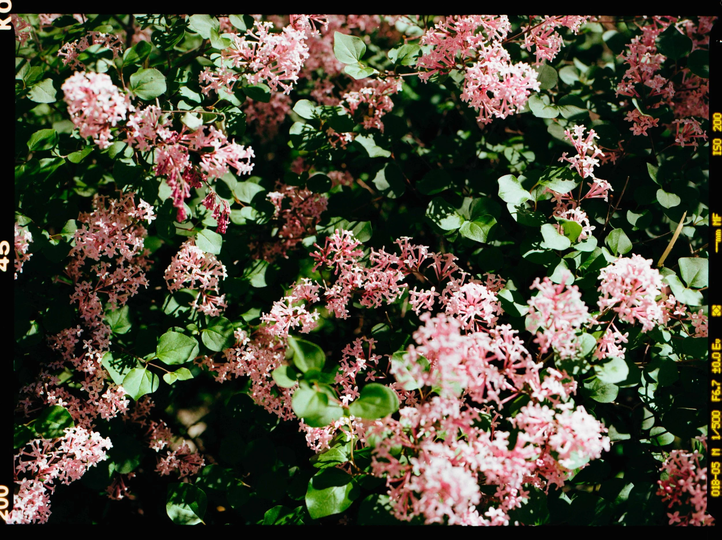 20260605 Kodak Gold b-1-2.jpg