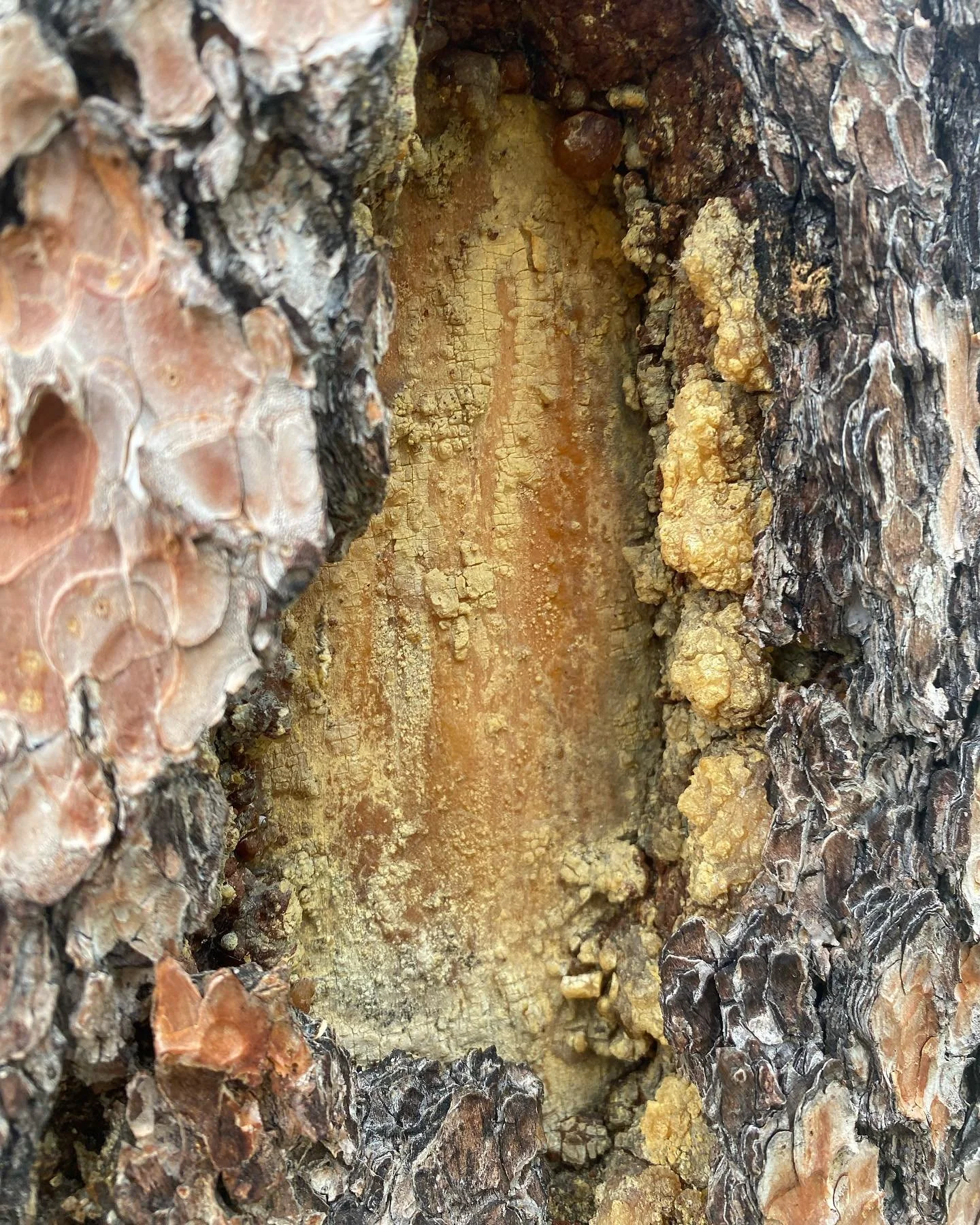 Harvesting pine resin and frinding/cleaning it to a fine powder. This will be combined with wax and charcoal to make pine glue.

Have a go at this and and many other projects that can be done using natural materials on our Tree and Plant Uses worksho