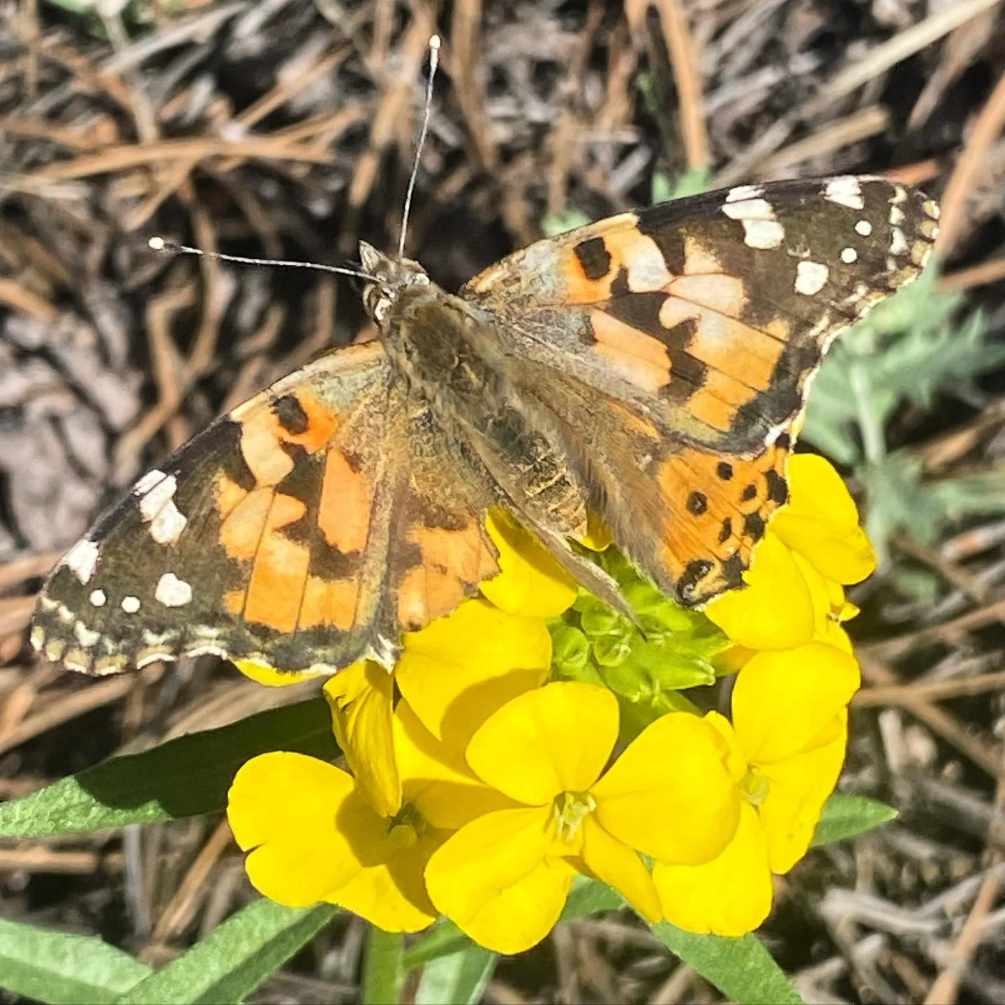 Painted Lady butterfly on a Western Wallflower.

#butterfly #denver #colorado #evergreencolorado #floraandfauna