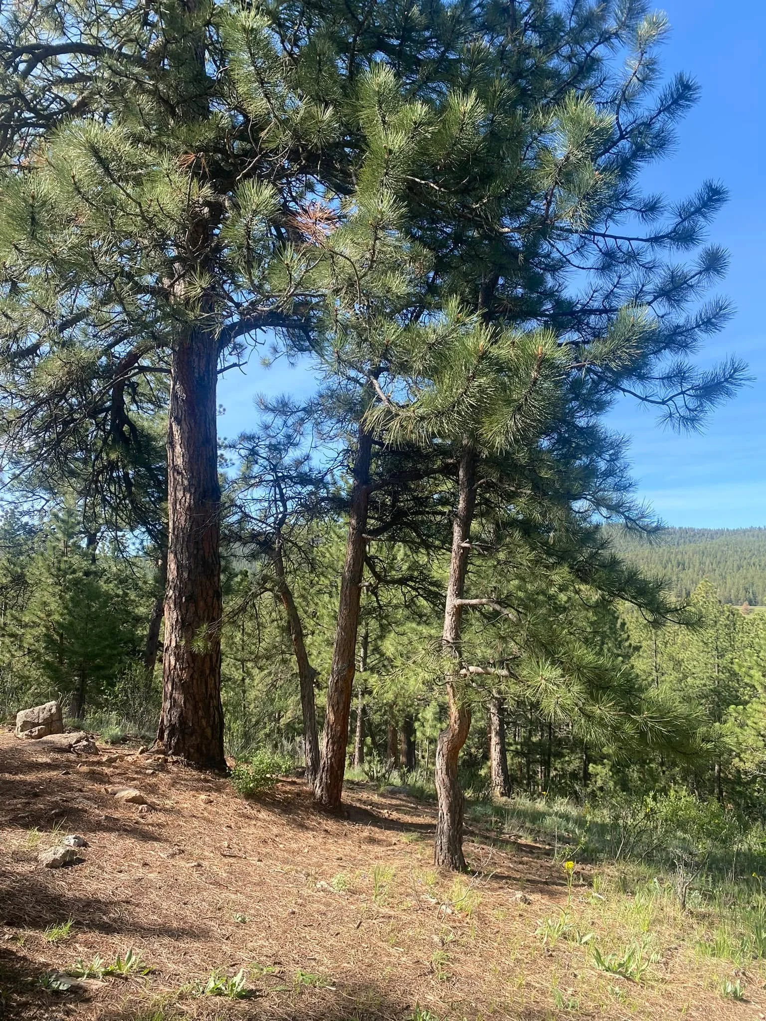 Goooood morning Colorado ! :)