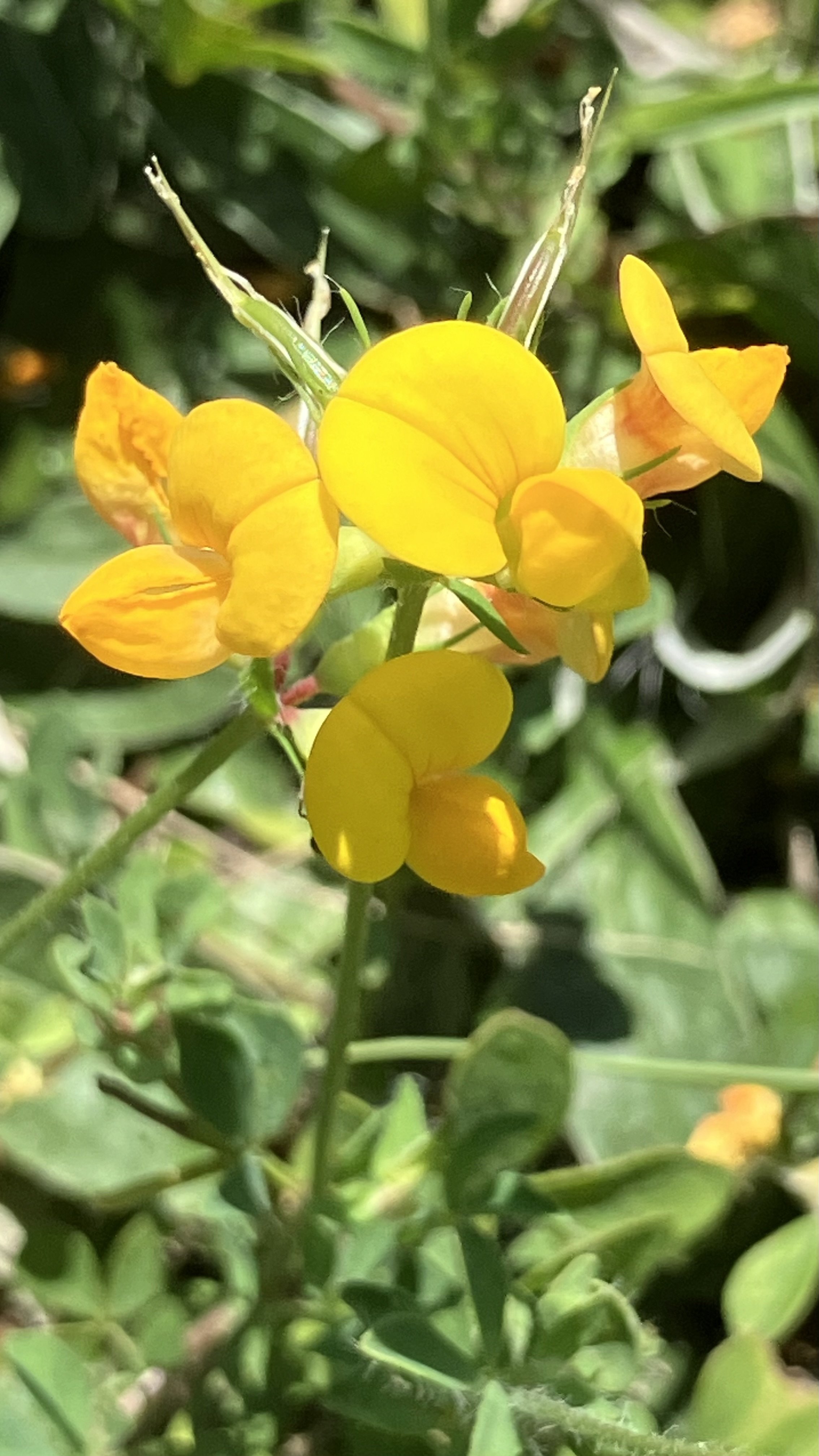 IMG_4099.jpeg