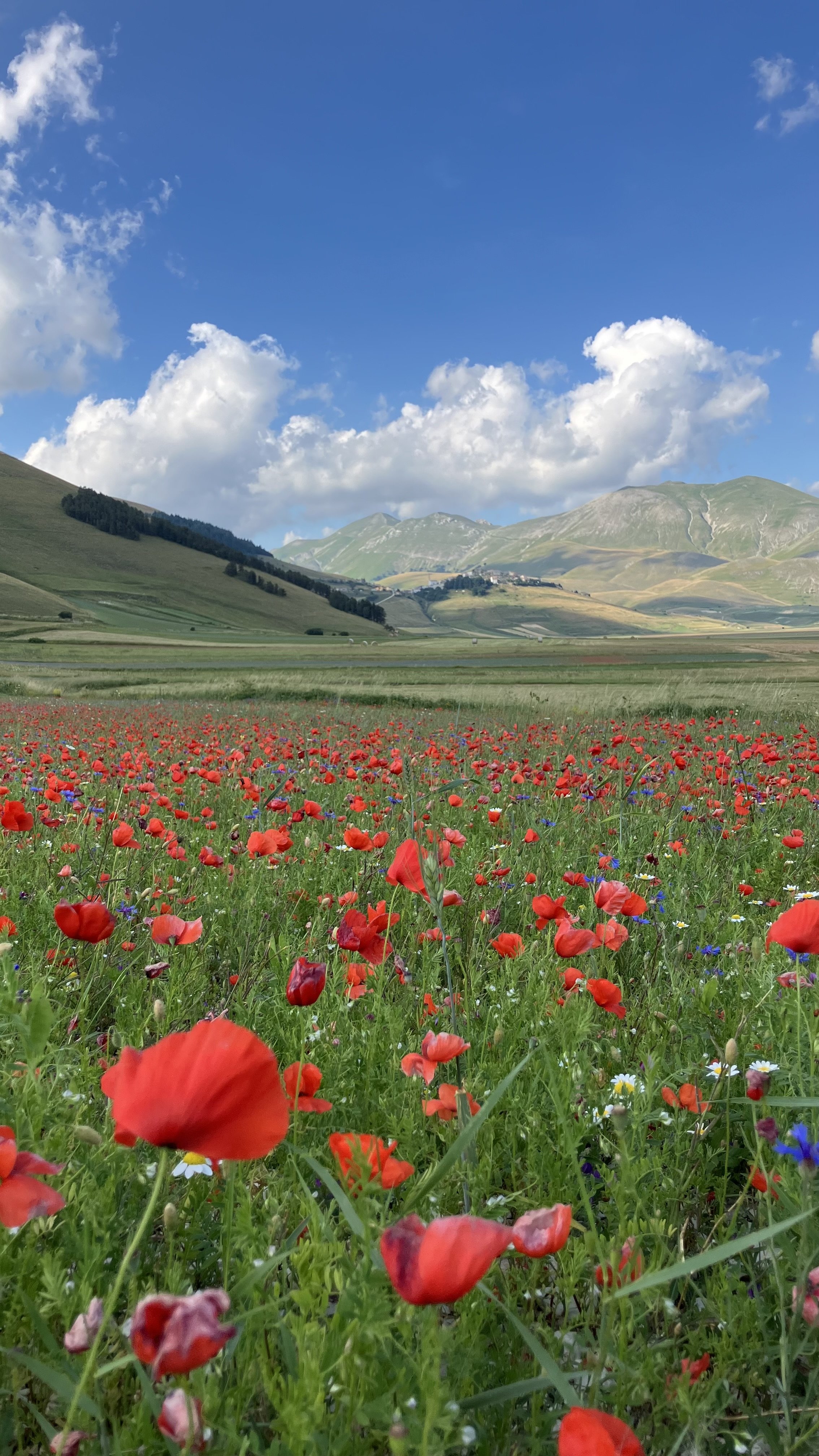 A scenic landscape with a field of red poppies and other wildflowers in the foreground, rolling green hills in the middle ground, and mountains under a partly cloudy sky in the background.