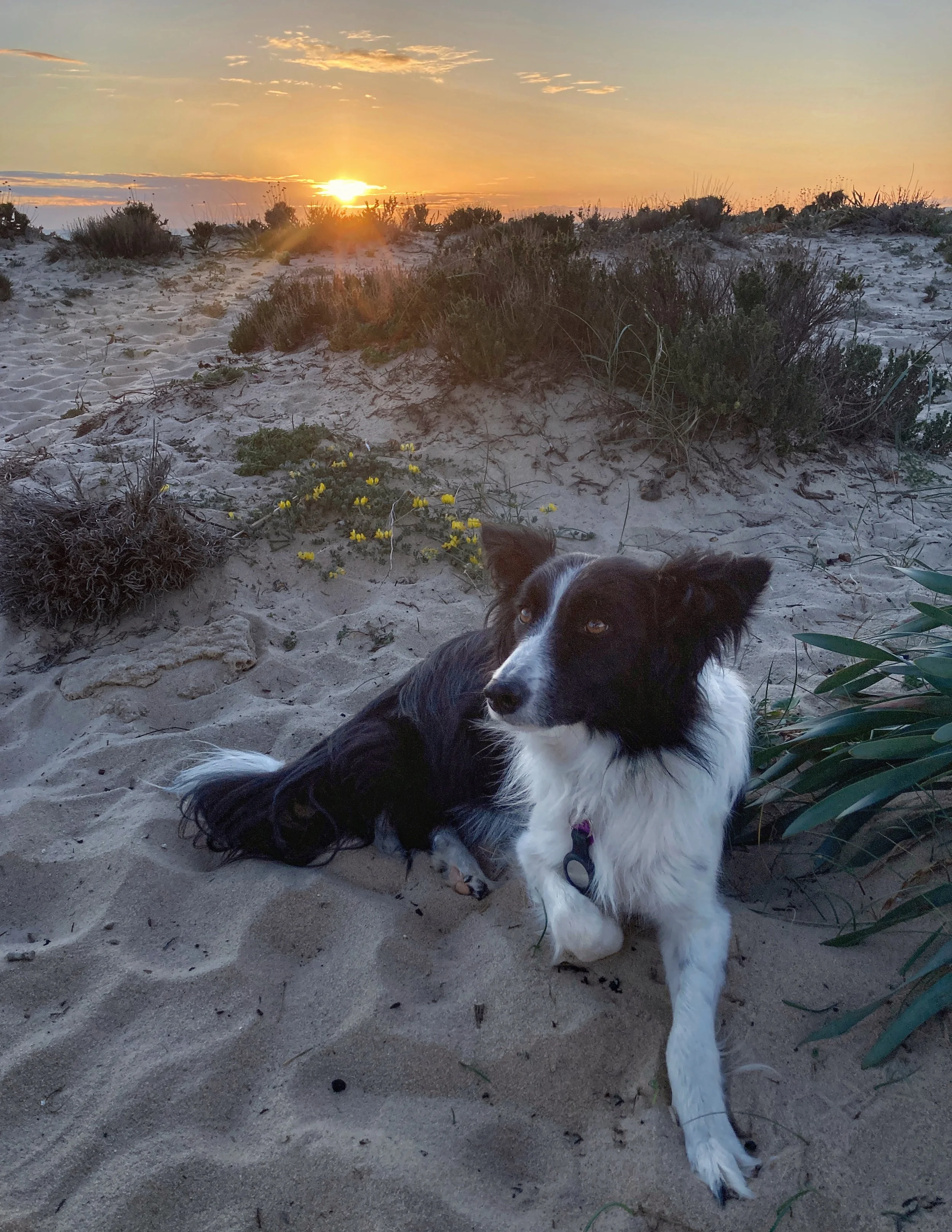 A black and white Border Collie dog lying on a sandy beach at sunset, with sparse bushes and a sky with scattered clouds in the background.