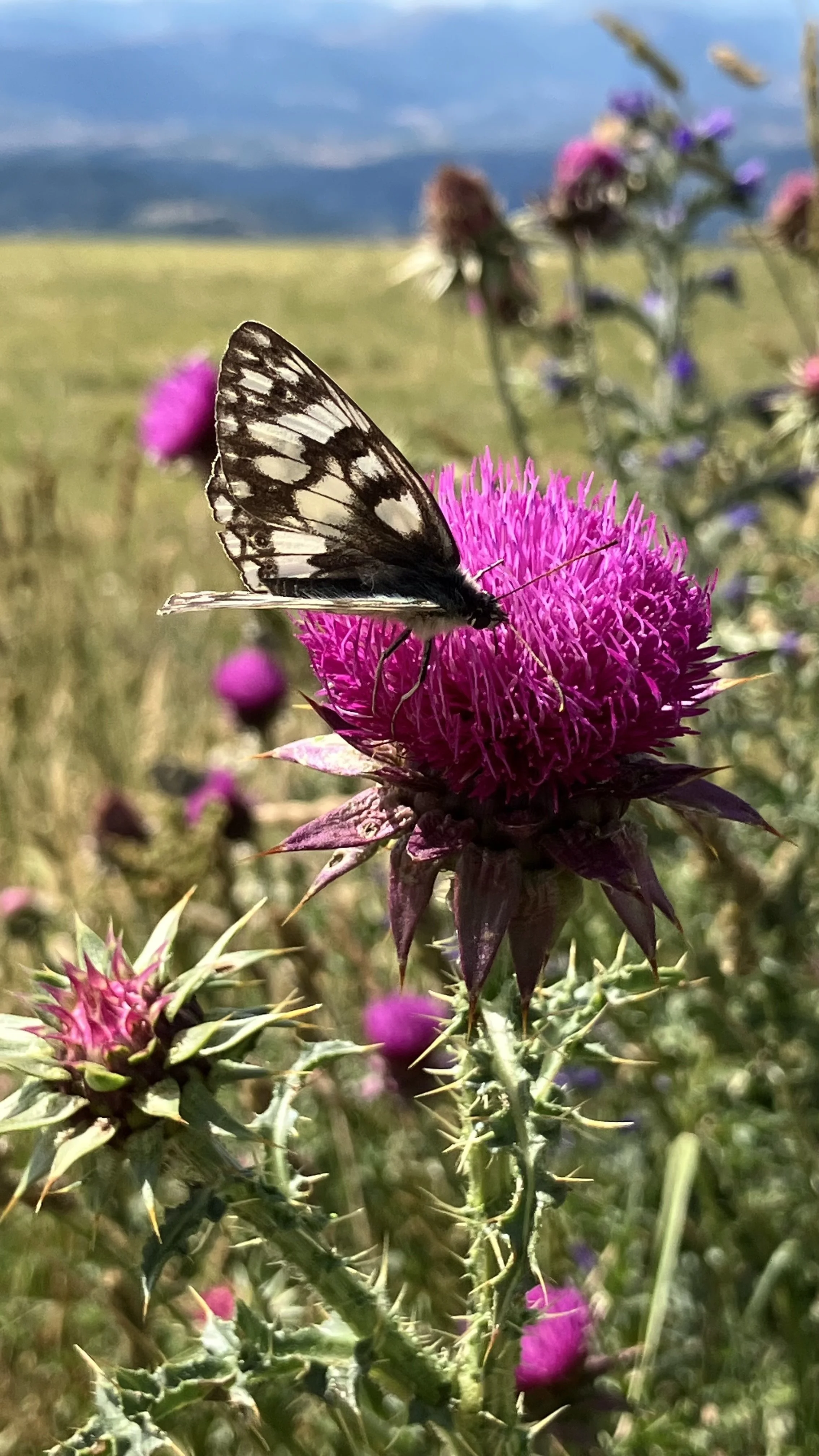 A butterfly perched on a bright pink thistle flower in a field, with blurred wildflowers and a blue sky with light clouds in the background.