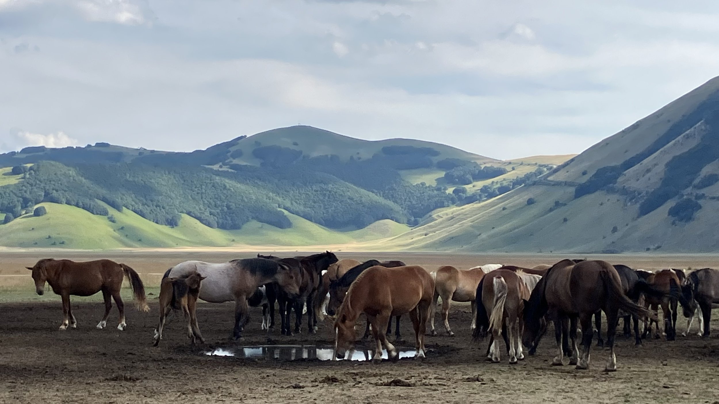 A herd of horses grazing on a field with green hills and mountains in the background under a partly cloudy sky.